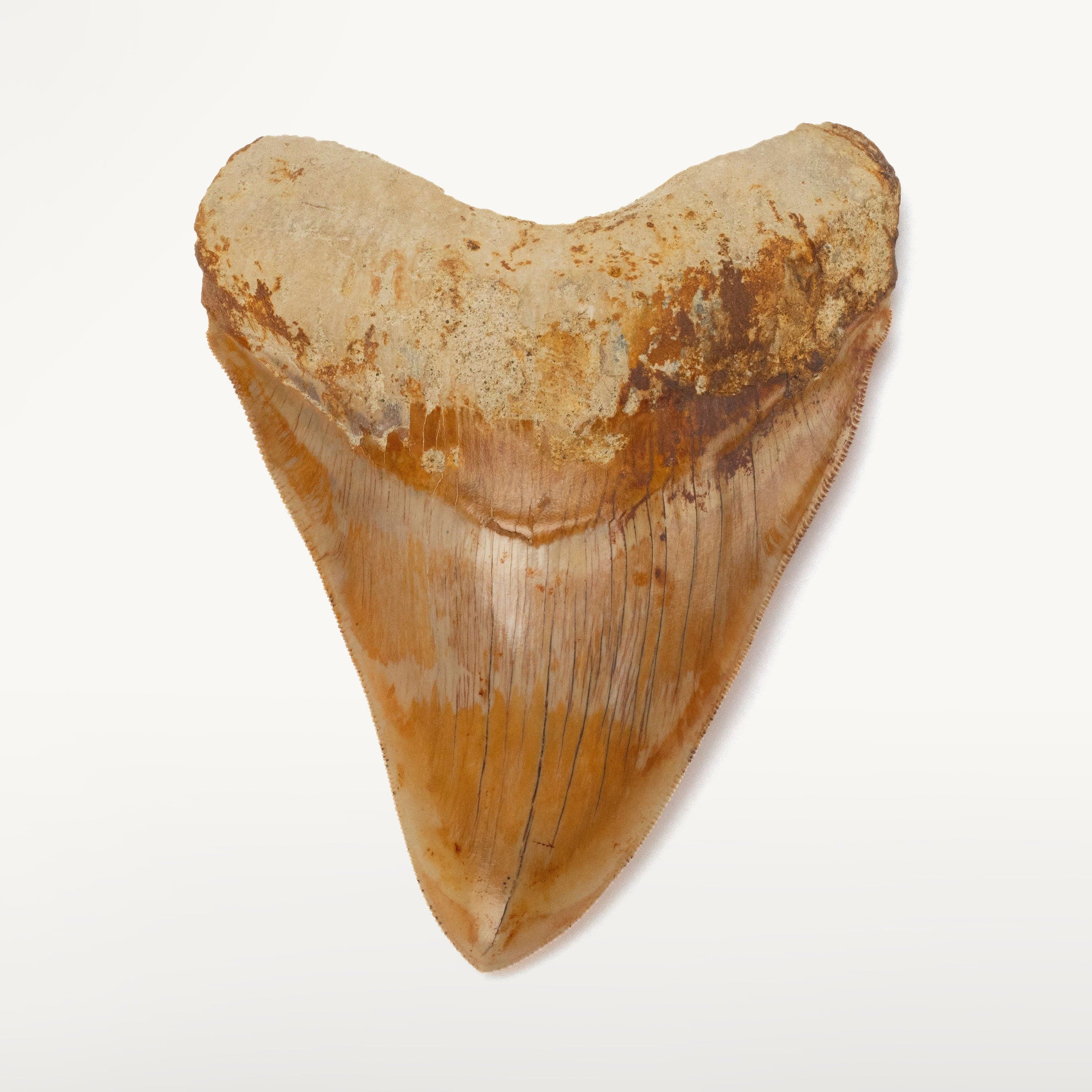 Kalifano Megalodon Teeth Natural Megalodon Tooth from Indonesia - 5.5" IST4800.005