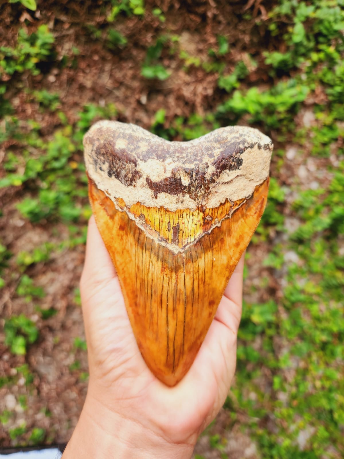 Kalifano Megalodon Teeth Natural Megalodon Tooth from Indonesia - 5.58" IST4000.001