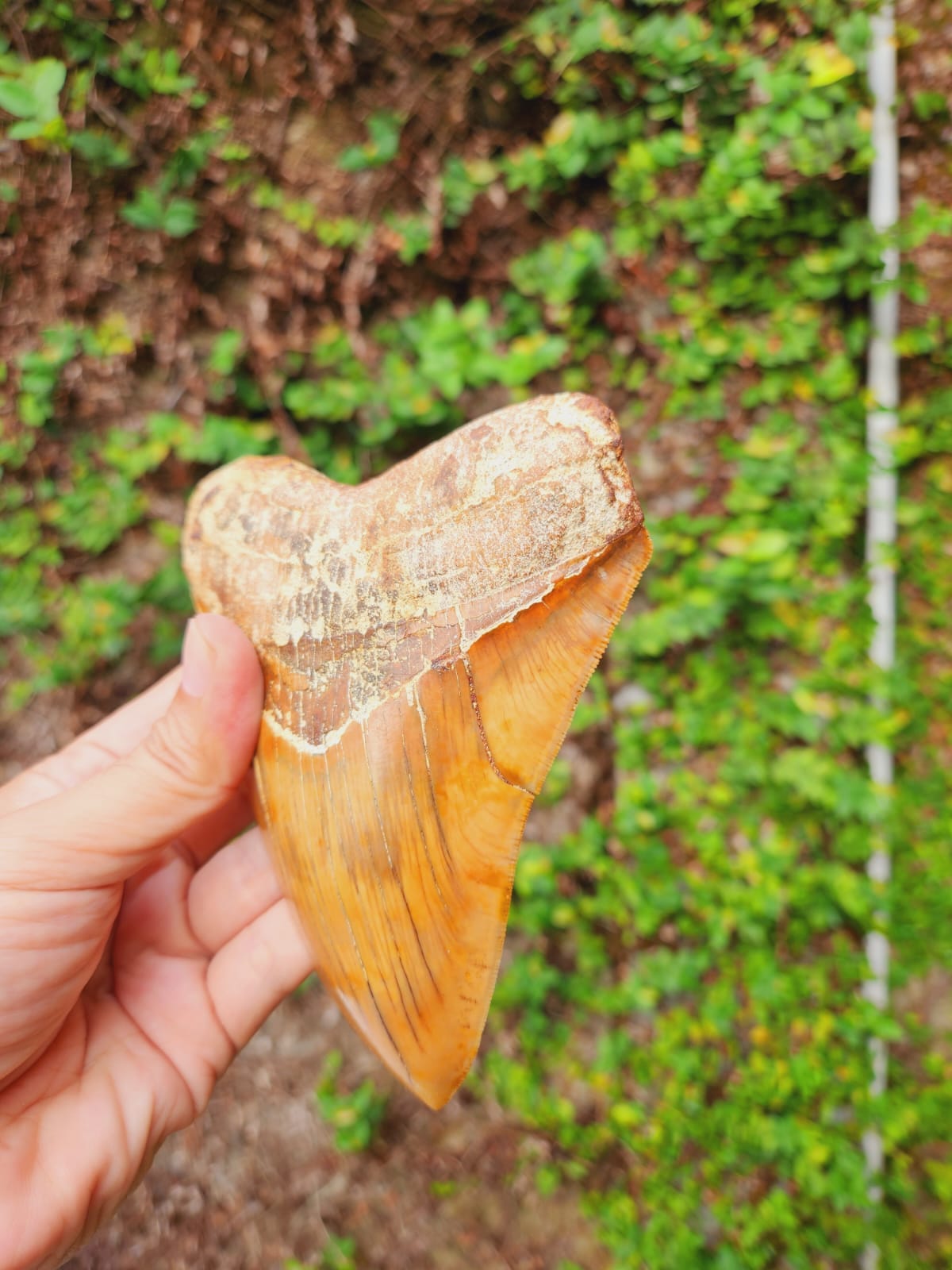 Kalifano Megalodon Teeth Natural Megalodon Tooth from Indonesia - 5.6" IST4000.004