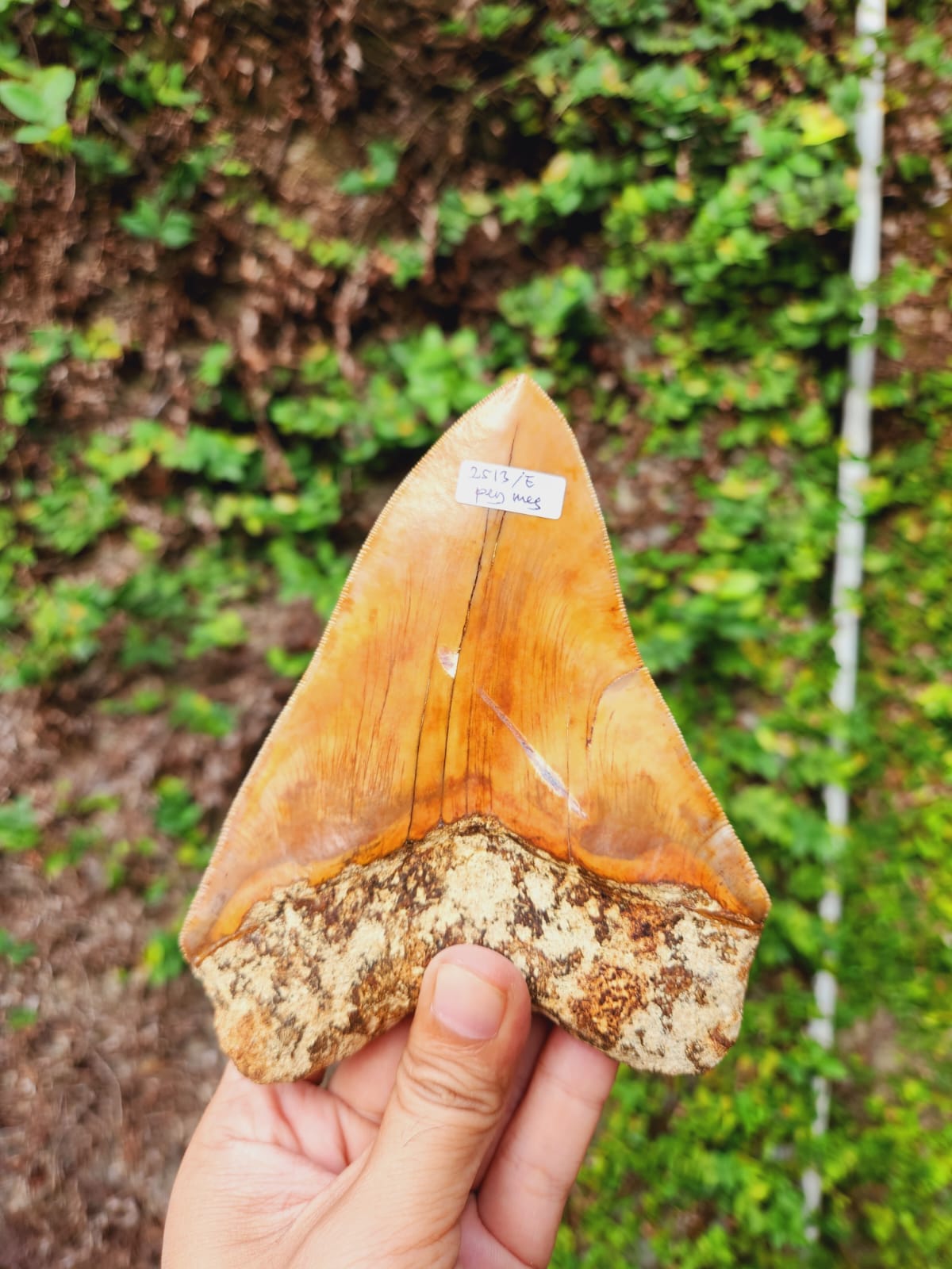 Kalifano Megalodon Teeth Natural Megalodon Tooth from Indonesia - 5.6" IST4000.004