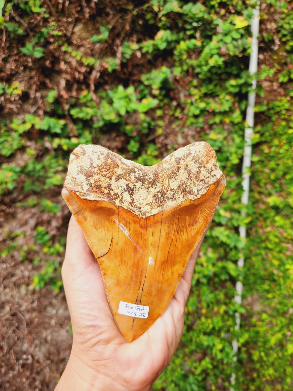 Kalifano Megalodon Teeth Natural Megalodon Tooth from Indonesia - 5.6" IST4000.004