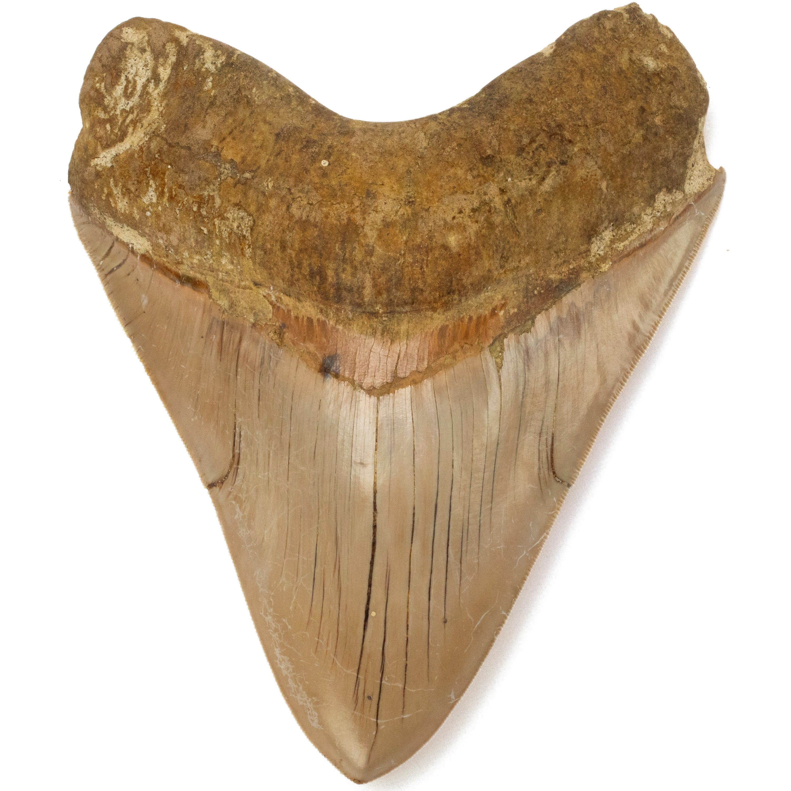 Kalifano Megalodon Teeth Natural Megalodon Tooth from Indonesia - 5.6" IST5800.002