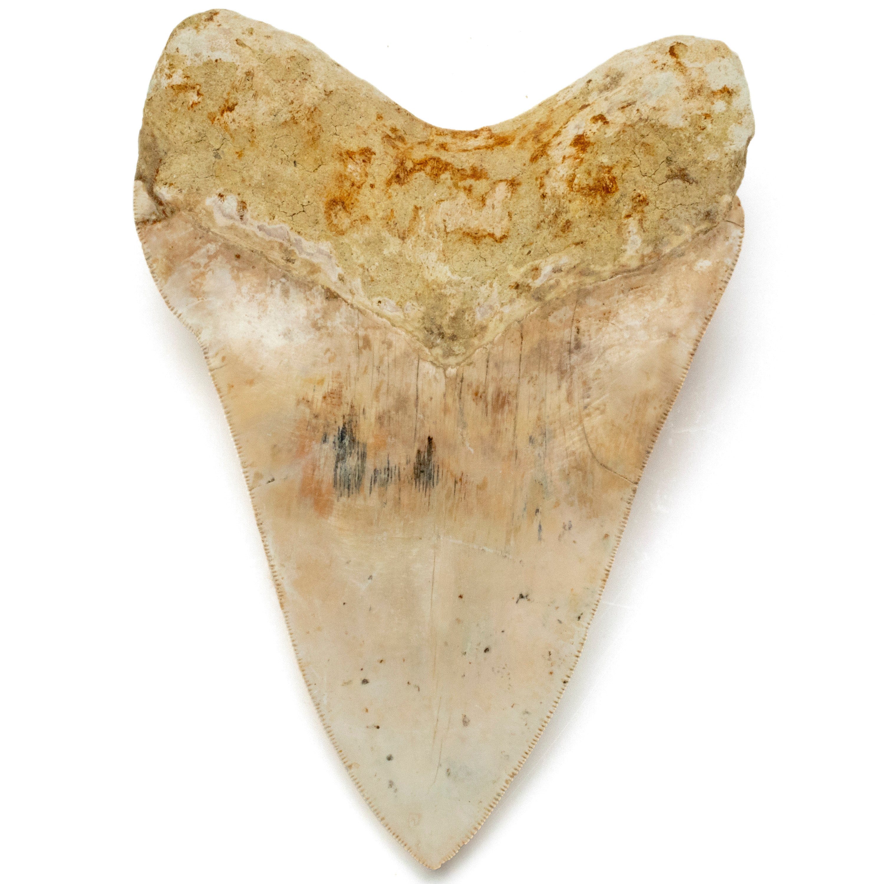 Kalifano Megalodon Teeth Natural Megalodon Tooth from Indonesia - 5.6" IST5800.004