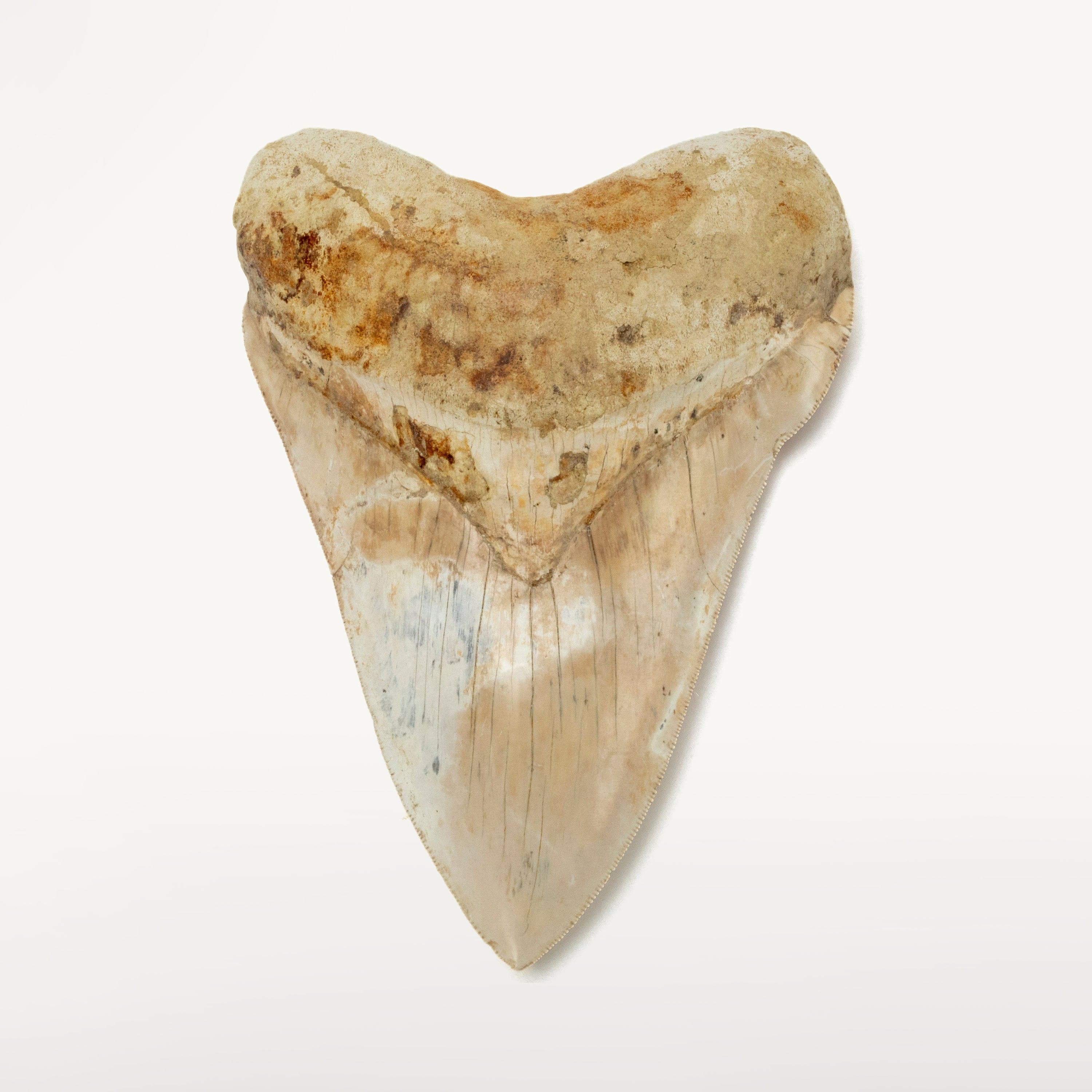 Kalifano Megalodon Teeth Natural Megalodon Tooth from Indonesia - 5.6" IST5800.004