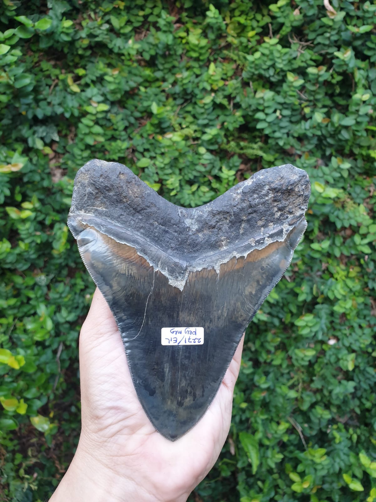 Kalifano Megalodon Teeth Natural Megalodon Tooth from Indonesia - 5.70" IST5000.001