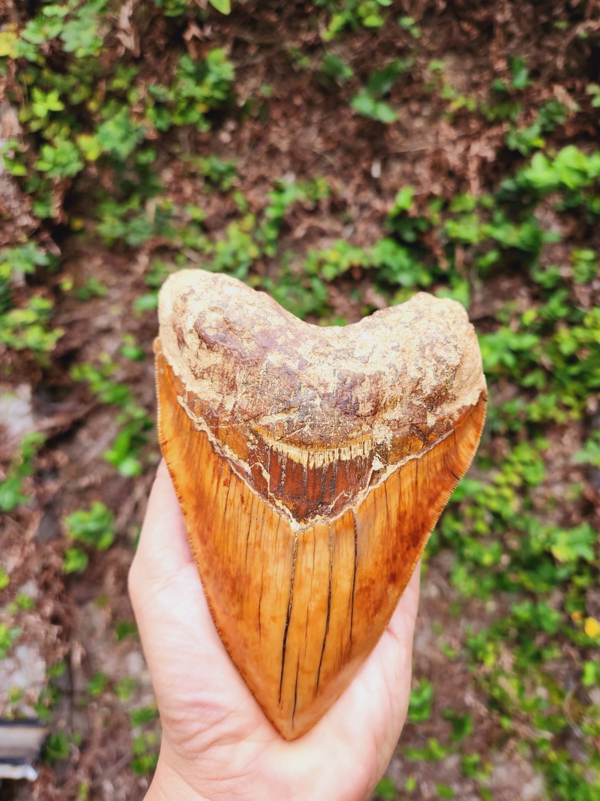 Kalifano Megalodon Teeth Natural Megalodon Tooth from Indonesia - 5.85" IST5000.002