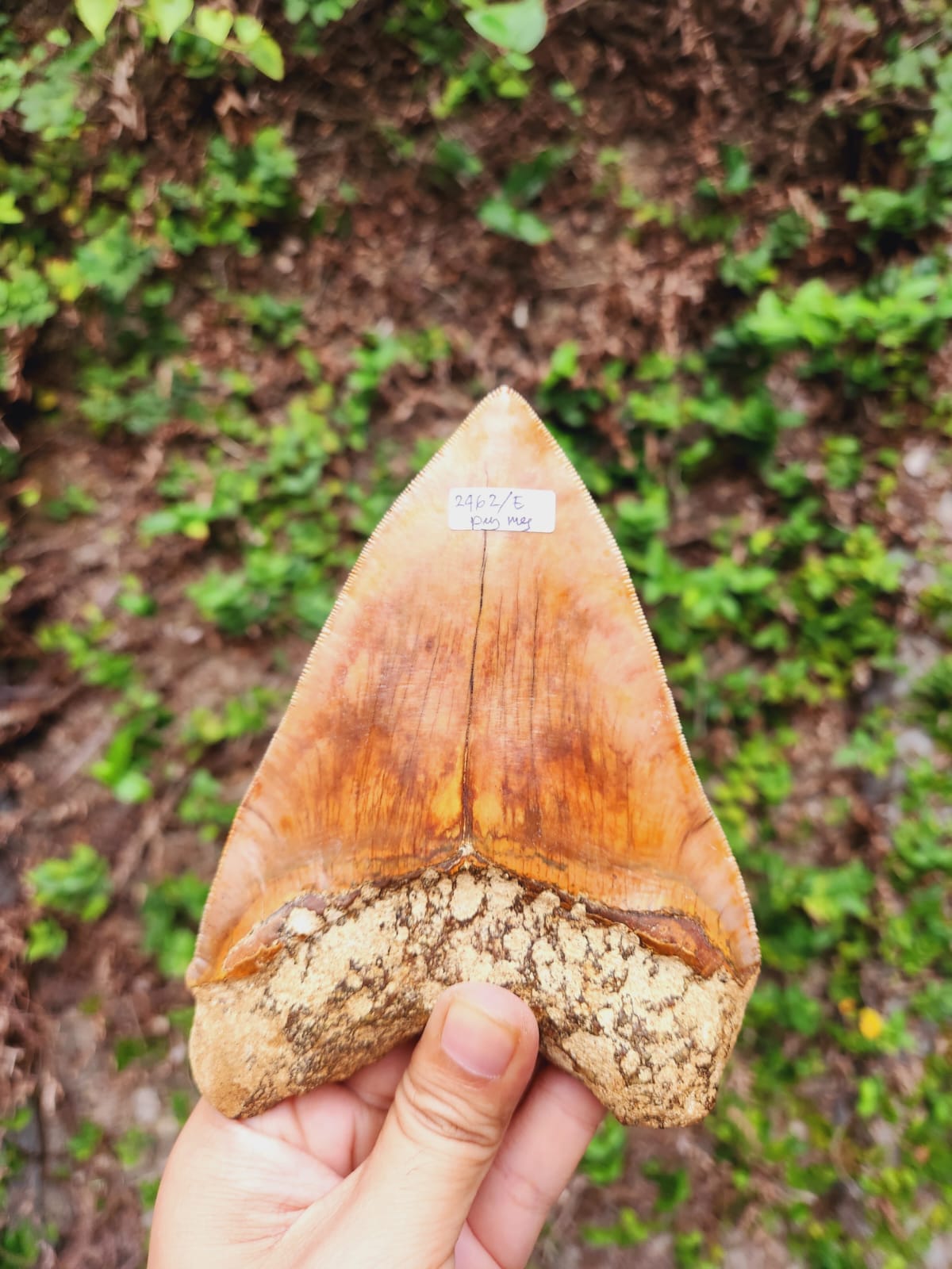 Kalifano Megalodon Teeth Natural Megalodon Tooth from Indonesia - 5.85" IST5000.002