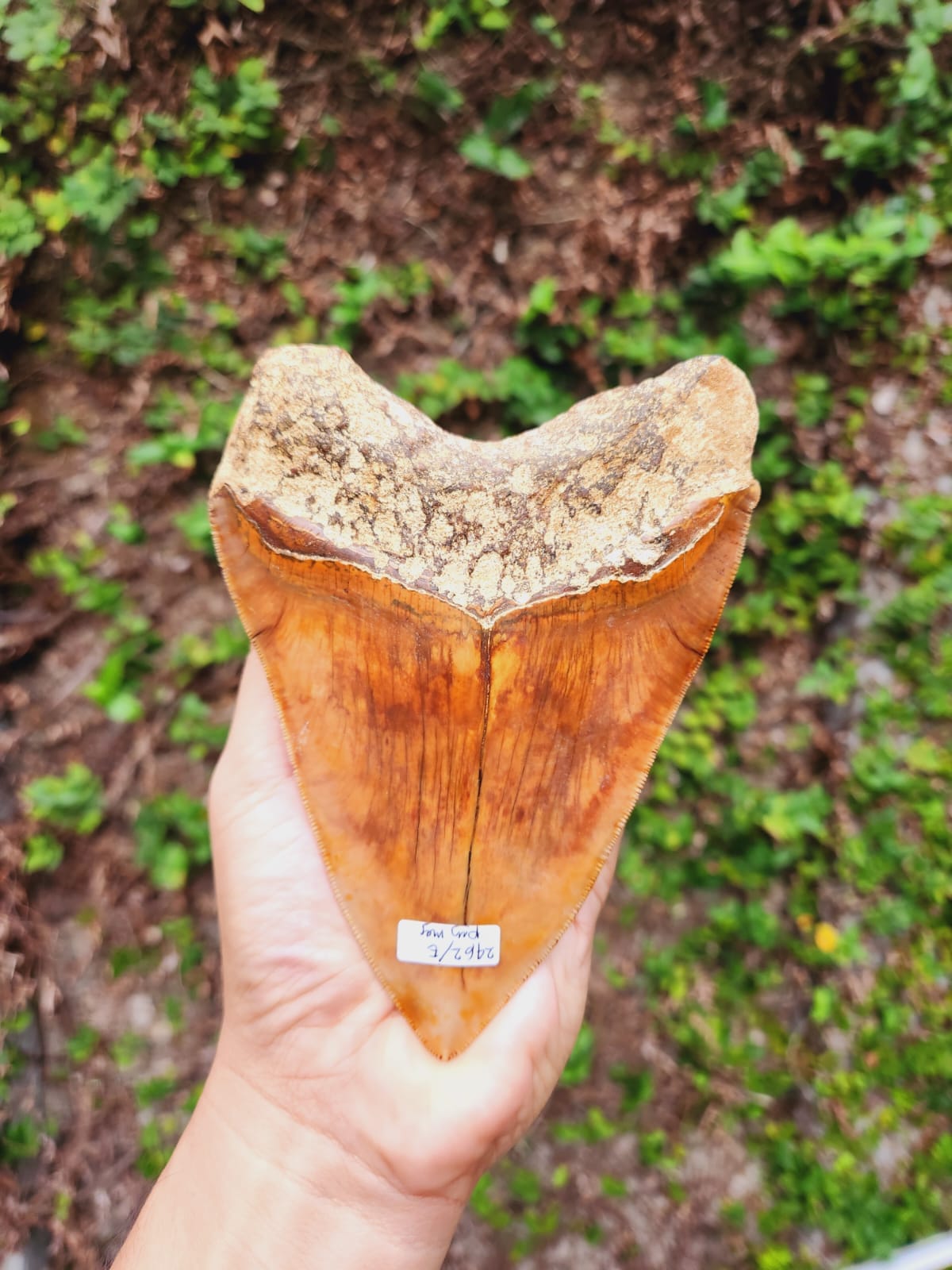 Kalifano Megalodon Teeth Natural Megalodon Tooth from Indonesia - 5.85" IST5000.002