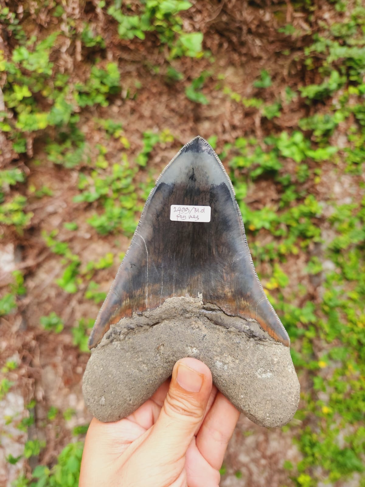 Kalifano Megalodon Teeth Natural Megalodon Tooth from Indonesia - 5.96" IST4200.001