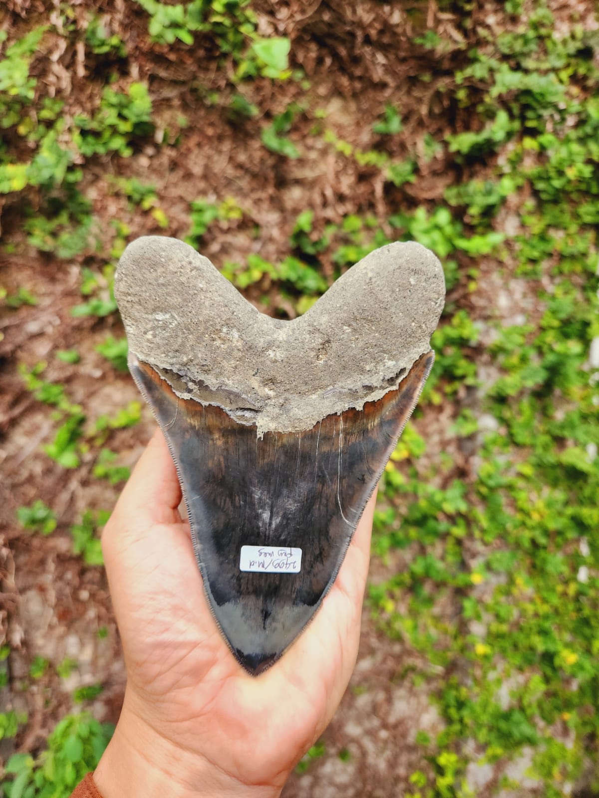 Kalifano Megalodon Teeth Natural Megalodon Tooth from Indonesia - 5.96" IST4200.001