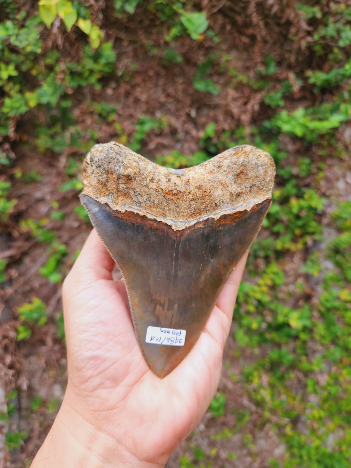 Kalifano Megalodon Teeth Natural Megalodon Tooth from Indonesia - 5" IST3600.020