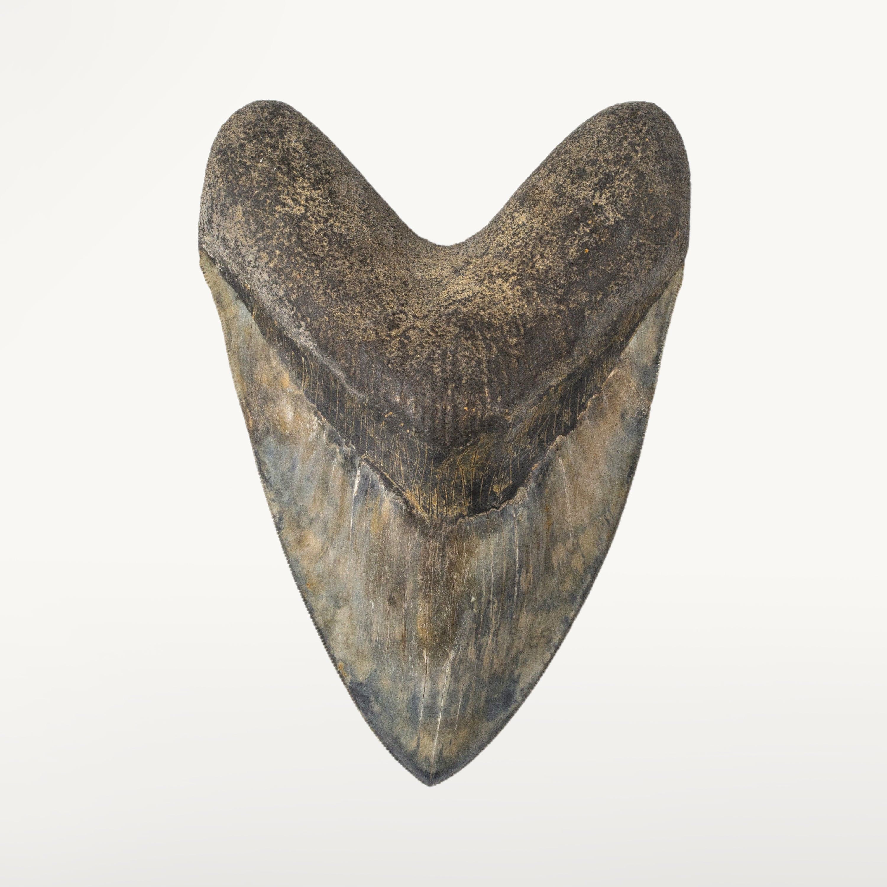 Kalifano Megalodon Teeth Natural Megalodon Tooth from Indonesia - 6.25" ST23000.001