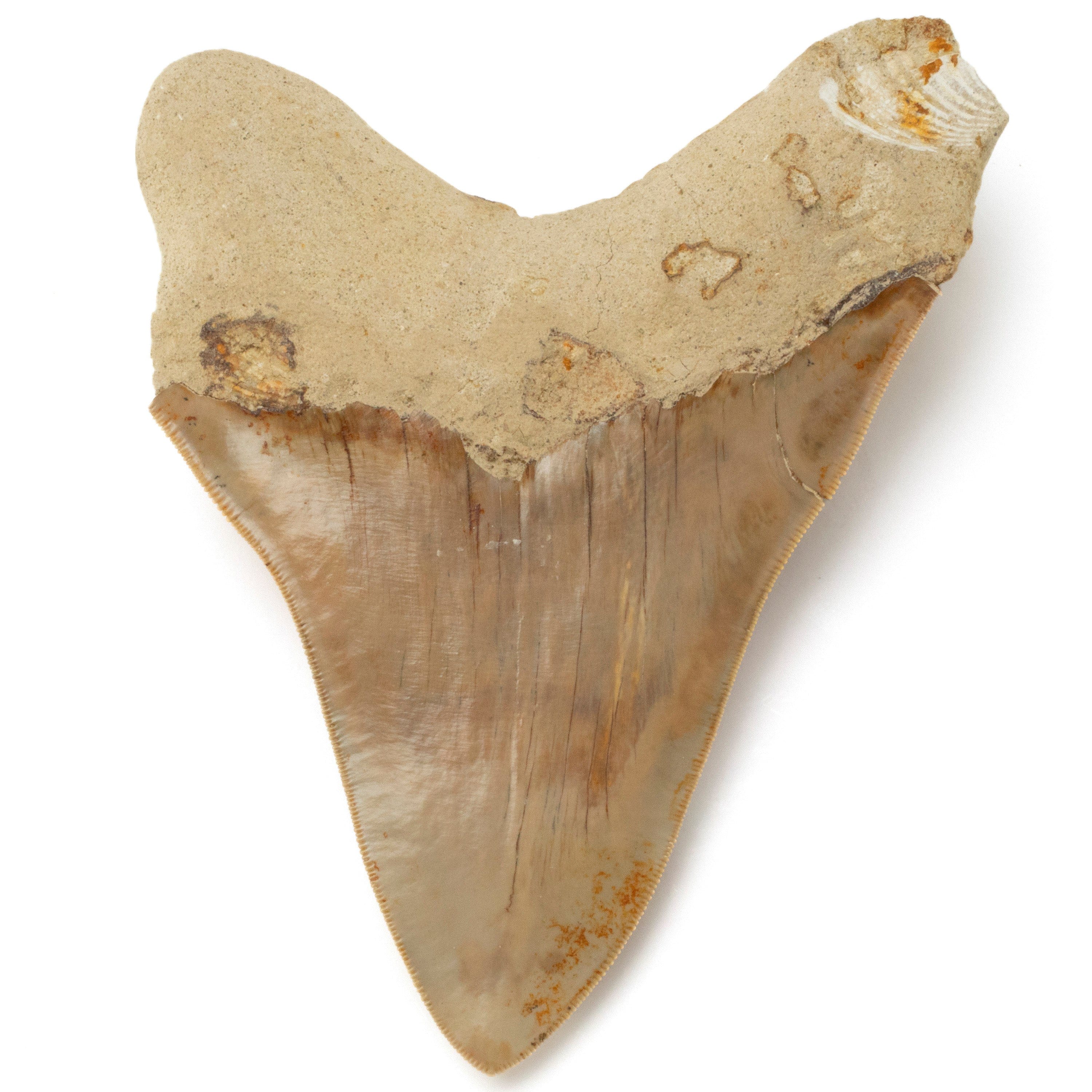 Kalifano Megalodon Teeth Natural Megalodon Tooth from Indonesia - 6.4" IST5800.009