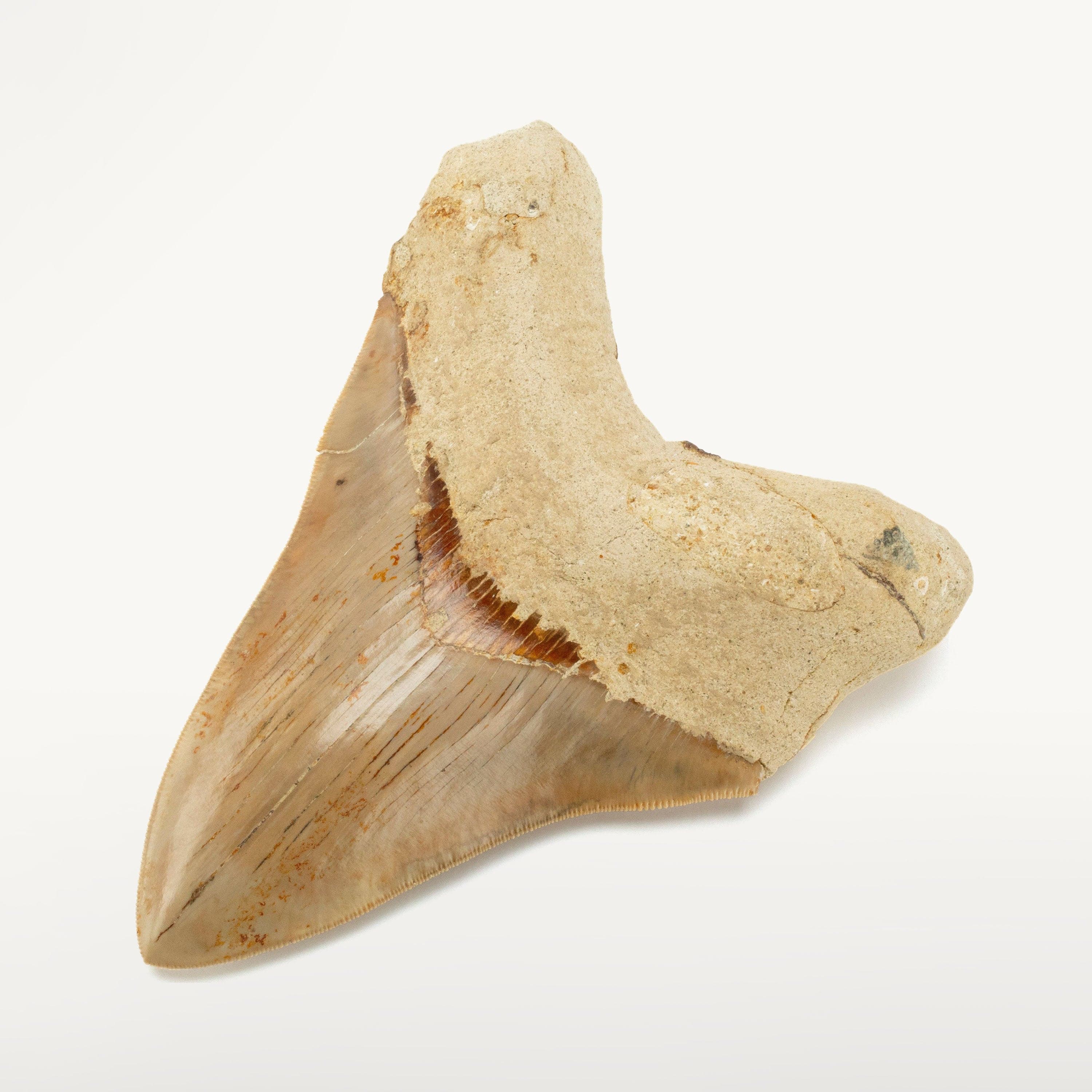 Kalifano Megalodon Teeth Natural Megalodon Tooth from Indonesia - 6.4" IST5800.009