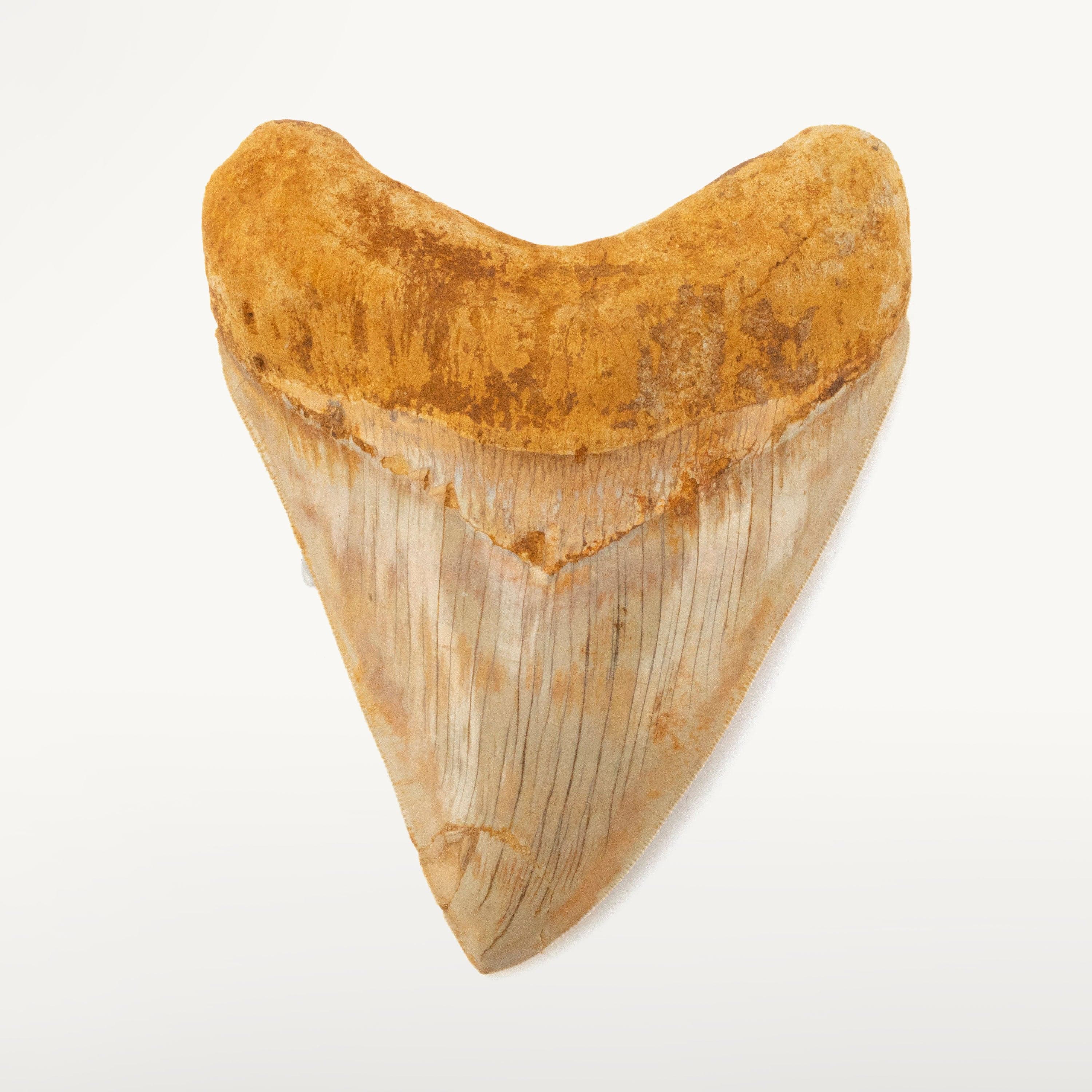 Kalifano Megalodon Teeth Natural Megalodon Tooth from Indonesia - 6" IST7200.009