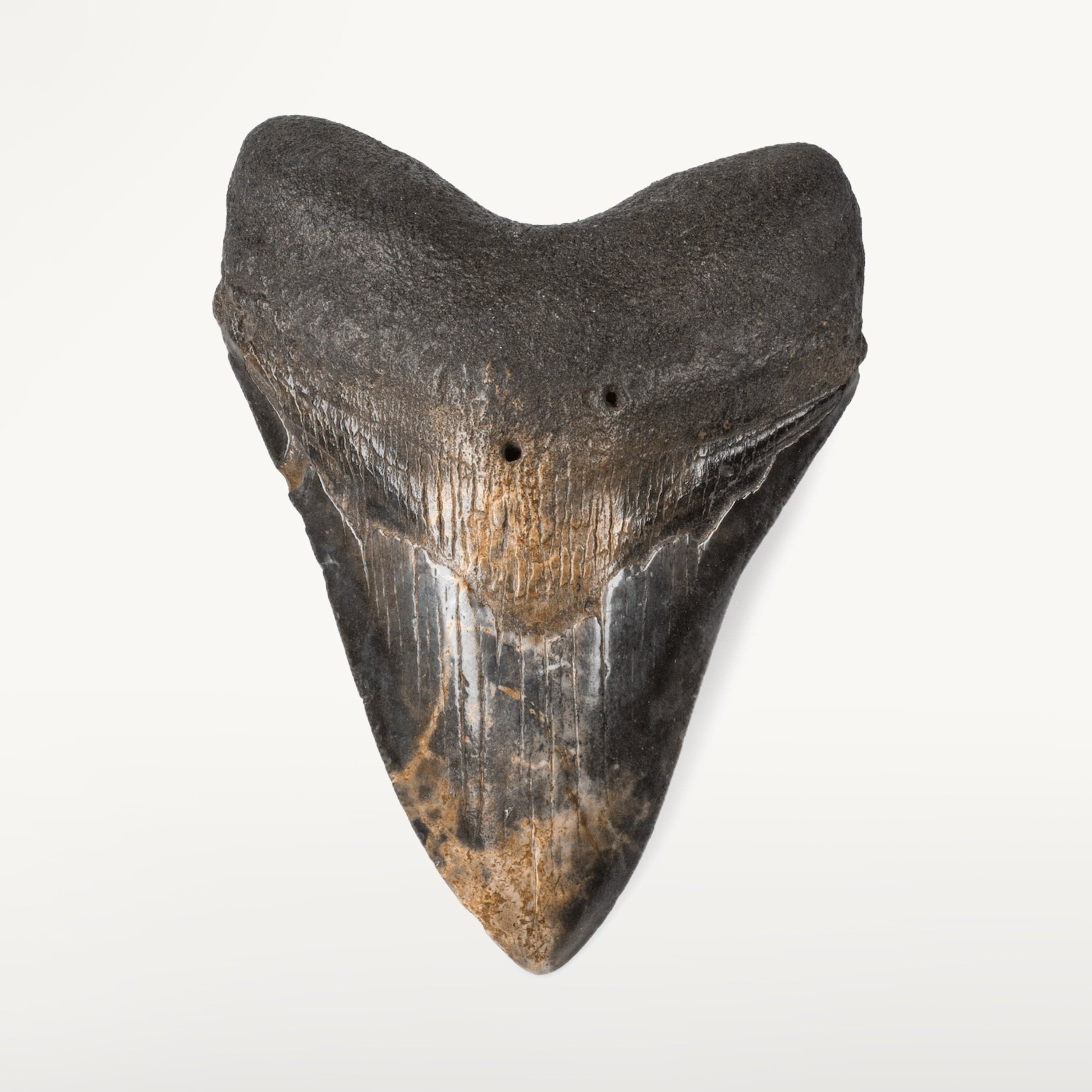 Kalifano Megalodon Teeth Natural Megalodon Tooth from South Carolina - 4.6" ST2000.028