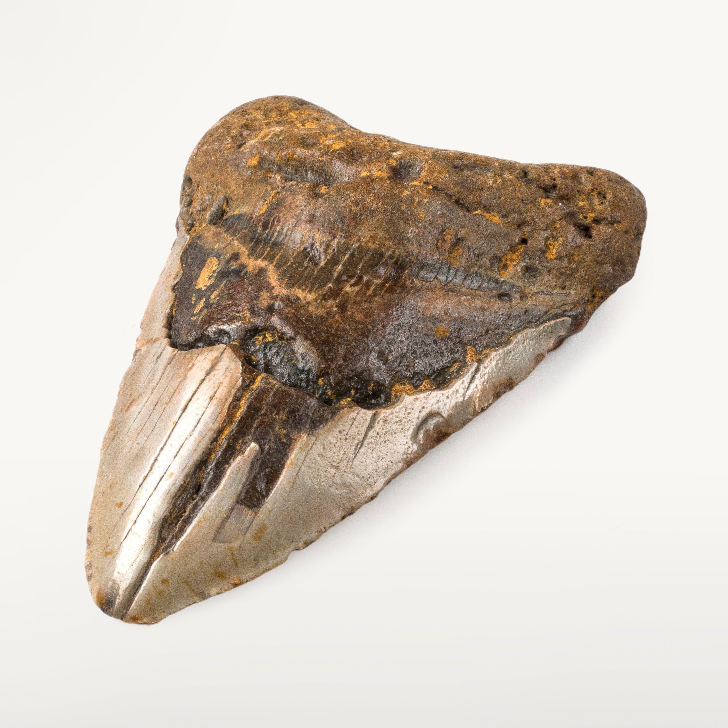 Kalifano Megalodon Teeth Natural Megalodon Tooth from South Carolina - 4.6" ST2000.051