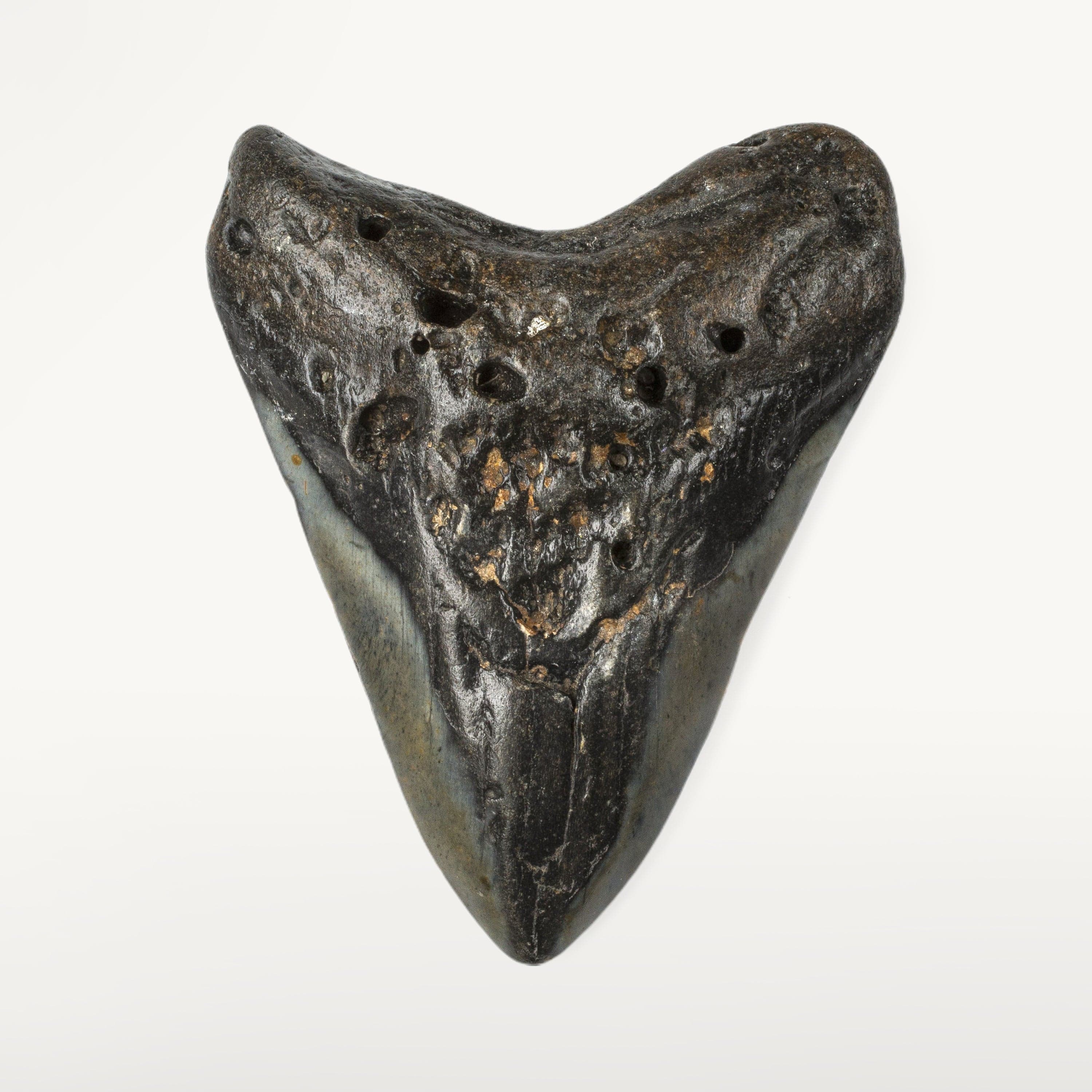 Kalifano Megalodon Teeth Natural Megalodon Tooth from South Carolina - 4.6" ST2400.012