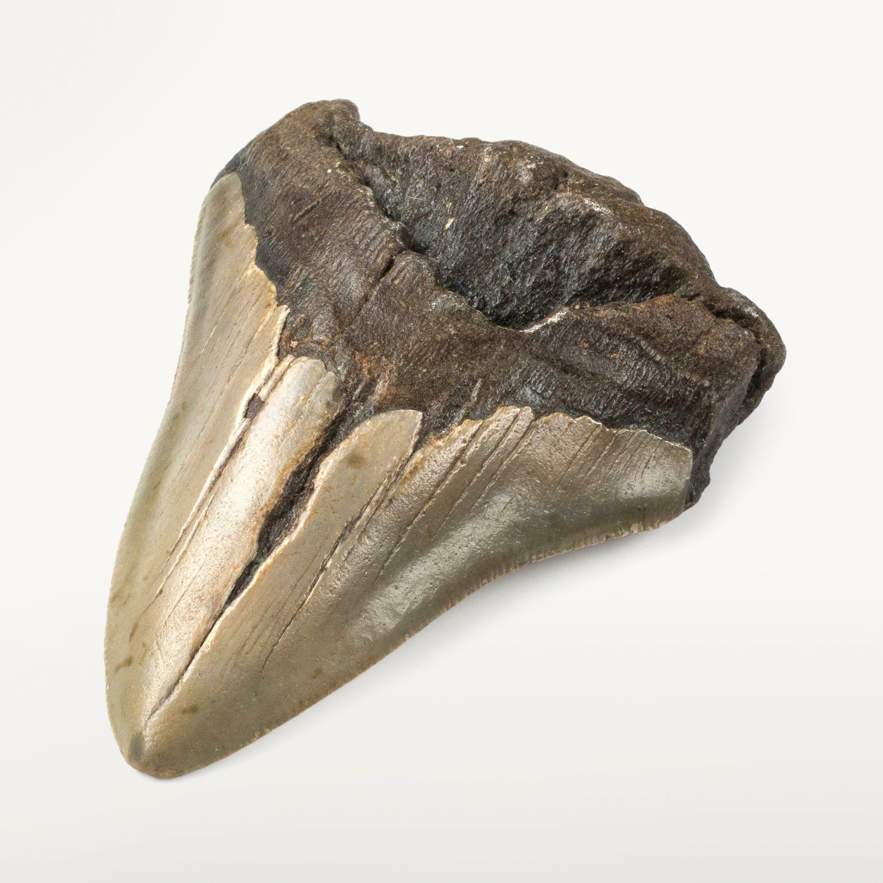 Kalifano Megalodon Teeth Natural Megalodon Tooth from South Carolina - 4" ST2000.055