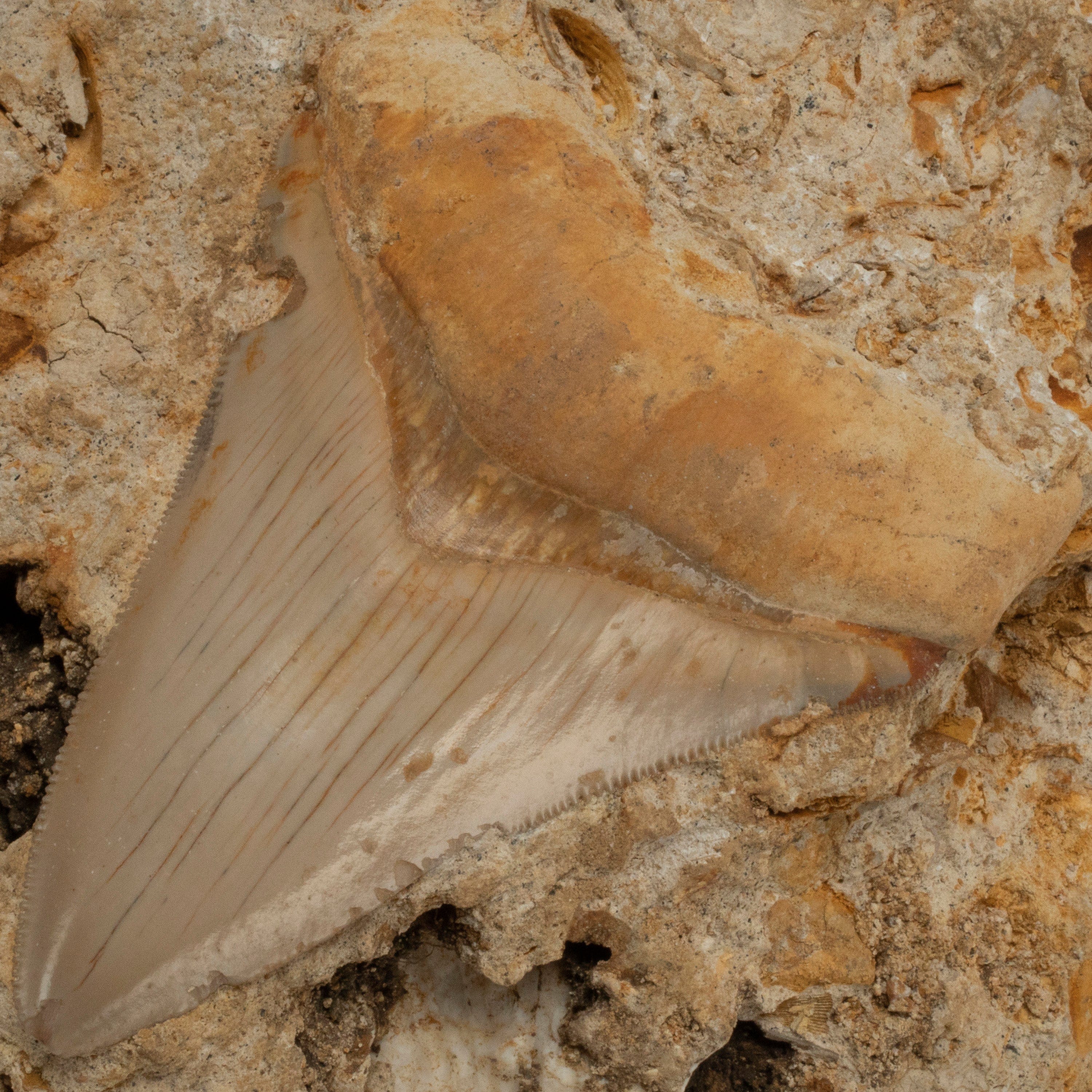 Kalifano Megalodon Teeth Natural Megalodon Tooth in Matrix from Indonesia - 4.1" IST4800.003