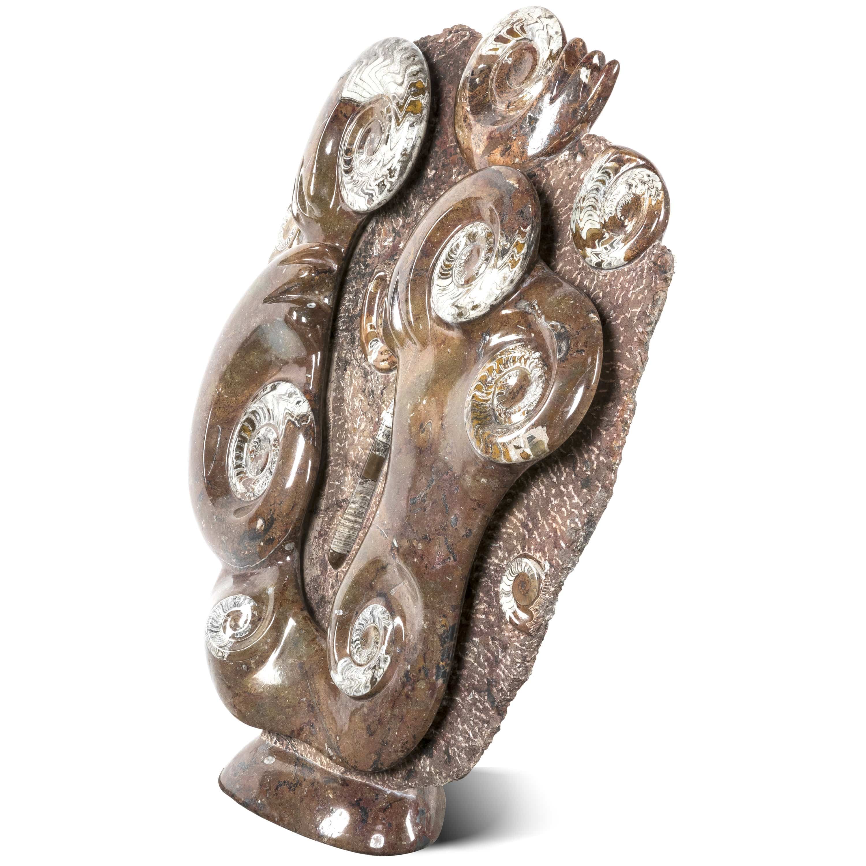 Kalifano Ammonites & Orthoceras Moroccan Ammonite & Orthoceras Fossil - 47 in AMOR48000.001
