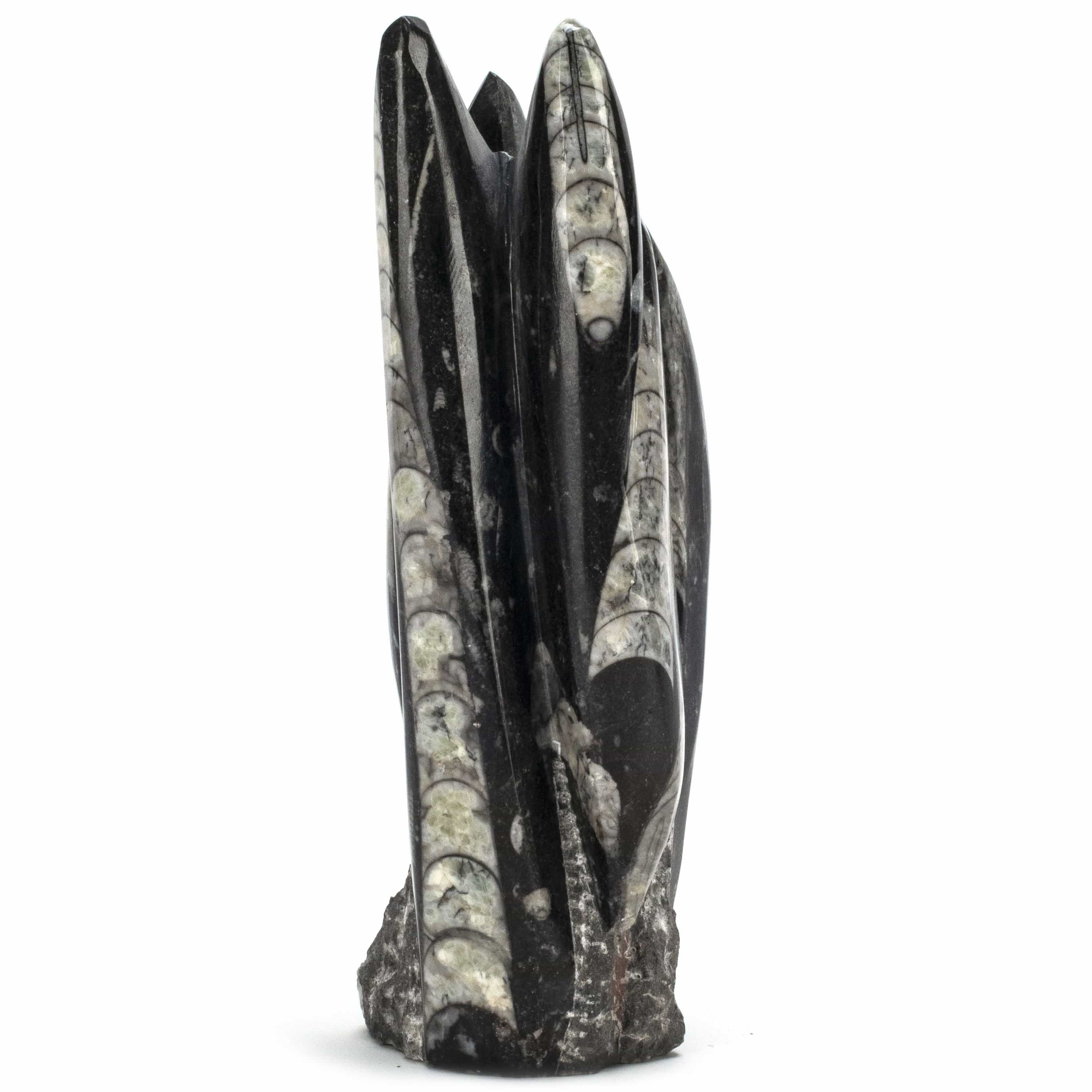 Kalifano Ammonites & Orthoceras Moroccan Orthoceras Fossil Tower - 7" ORT200