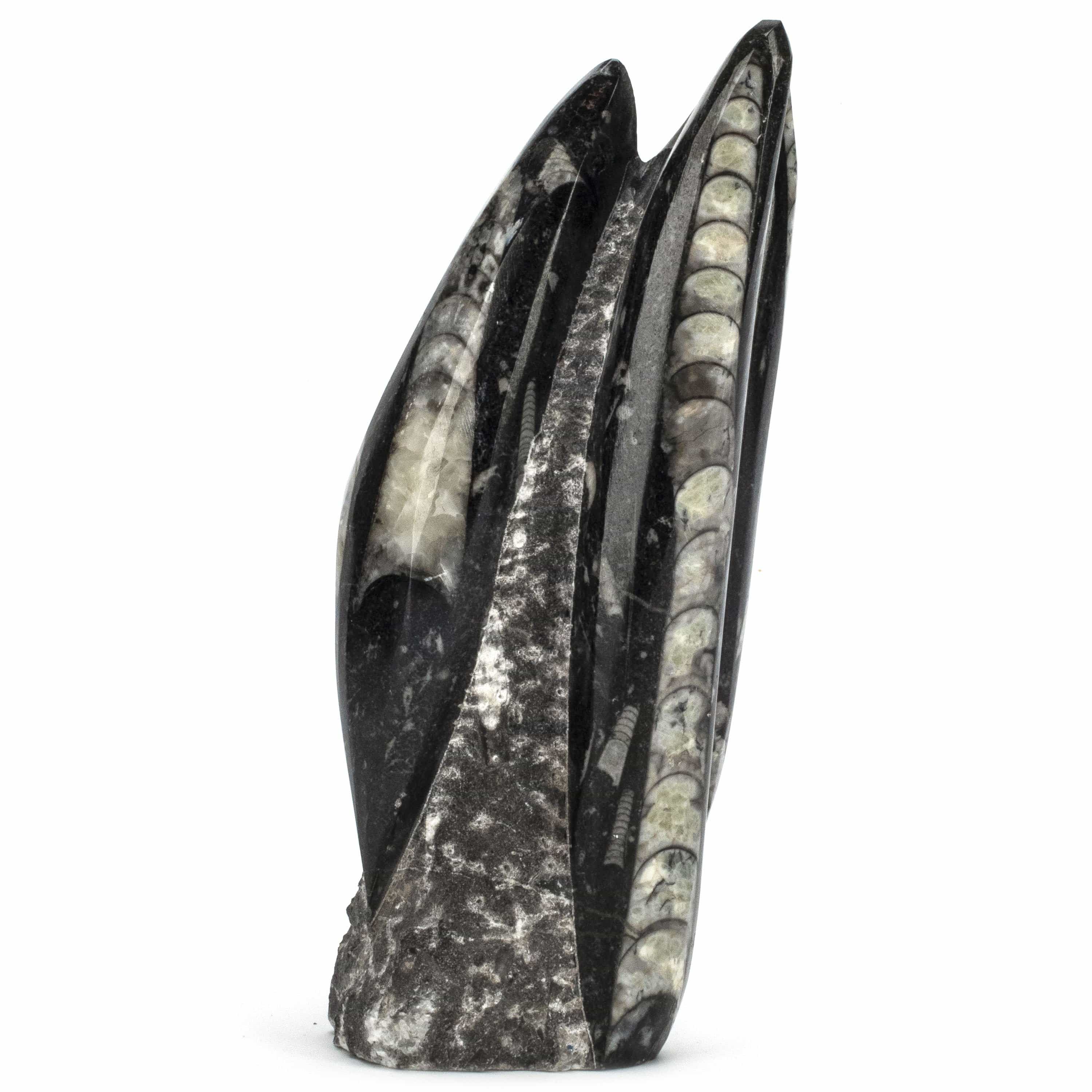 Kalifano Ammonites & Orthoceras Moroccan Orthoceras Fossil Tower - 7" ORT200