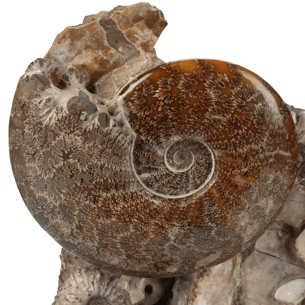 Kalifano Ammonites & Orthoceras Natural Ammonite Grouping from Madagascar - 25" / 130 lbs AMM24000.005