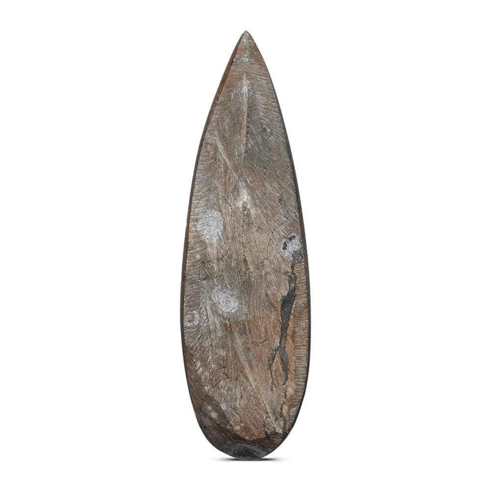 Kalifano Ammonites & Orthoceras OR60-3DR - Orthoceras Fossils - 3D Red OR60-3DR