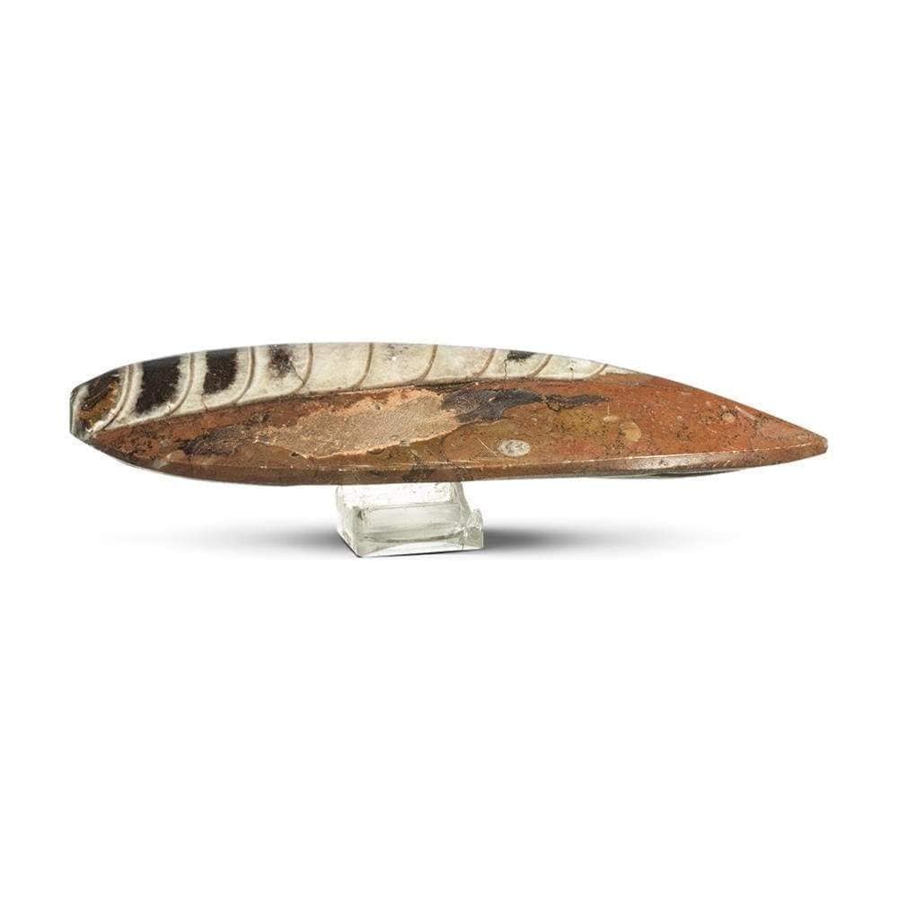 Kalifano Ammonites & Orthoceras OR60-3DR - Orthoceras Fossils - 3D Red OR60-3DR