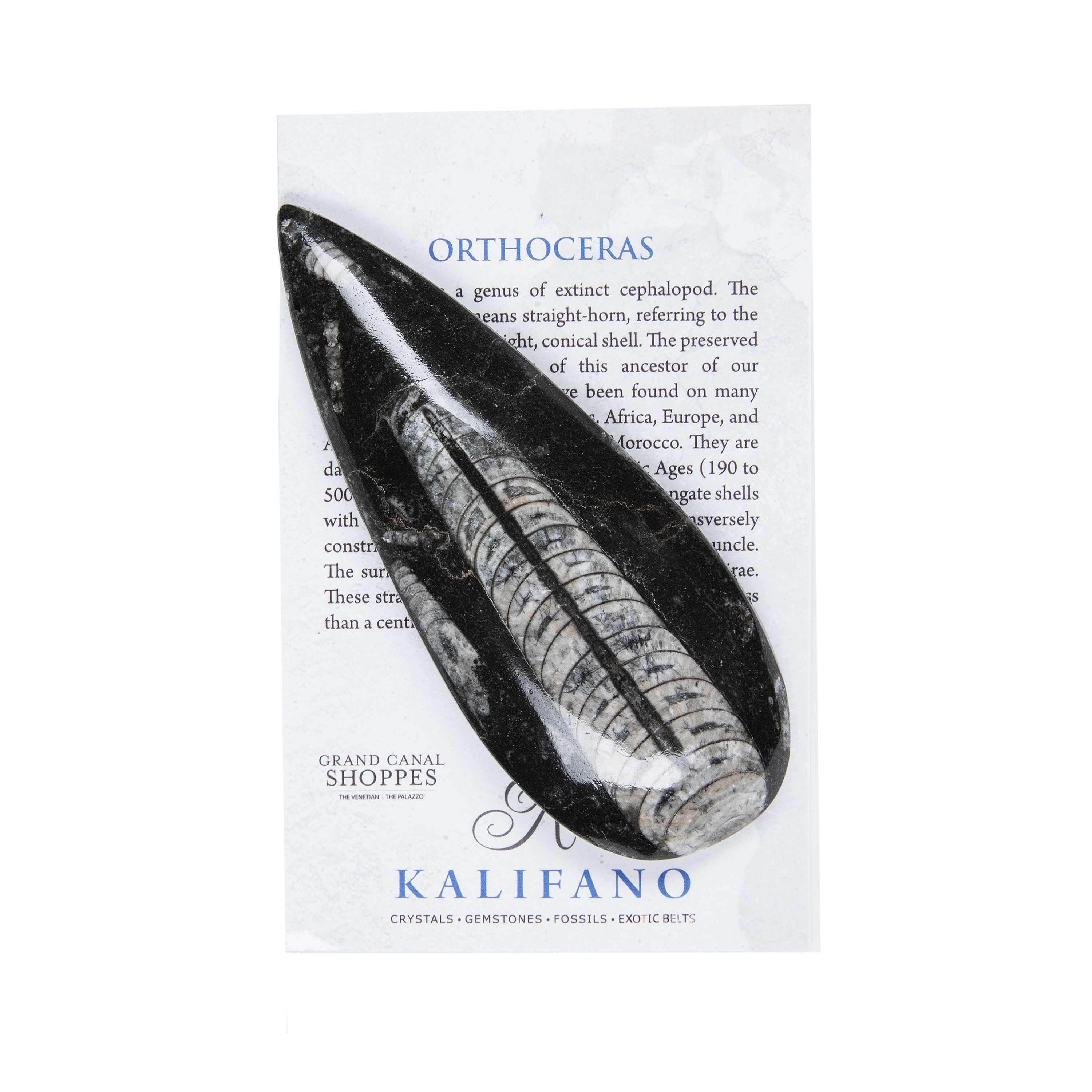 Kalifano Ammonites & Orthoceras Orthoceras Fossil from Morocco OR60