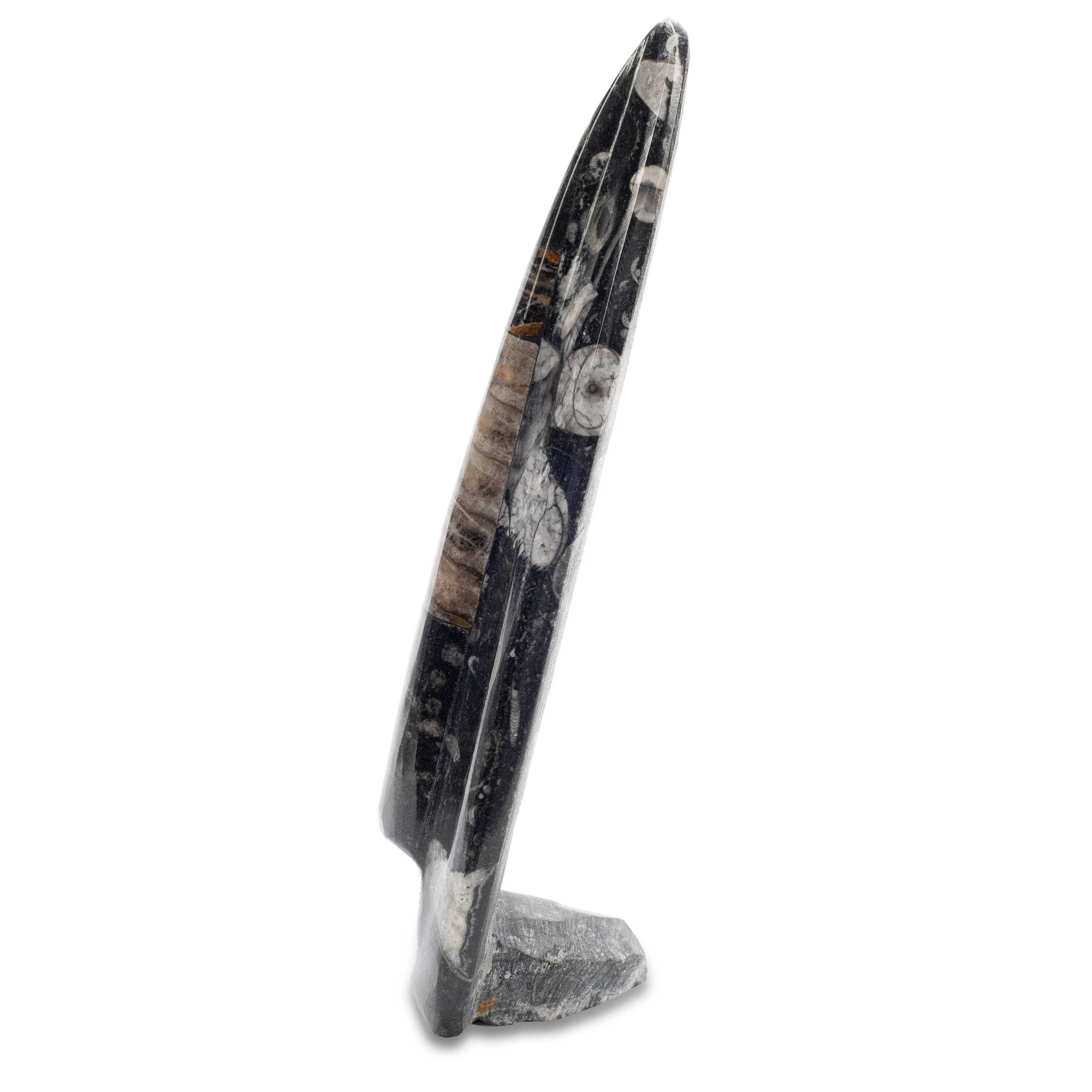 KALIFANO Ammonites & Orthoceras Orthoceras Fossil Tower ORD160-BK