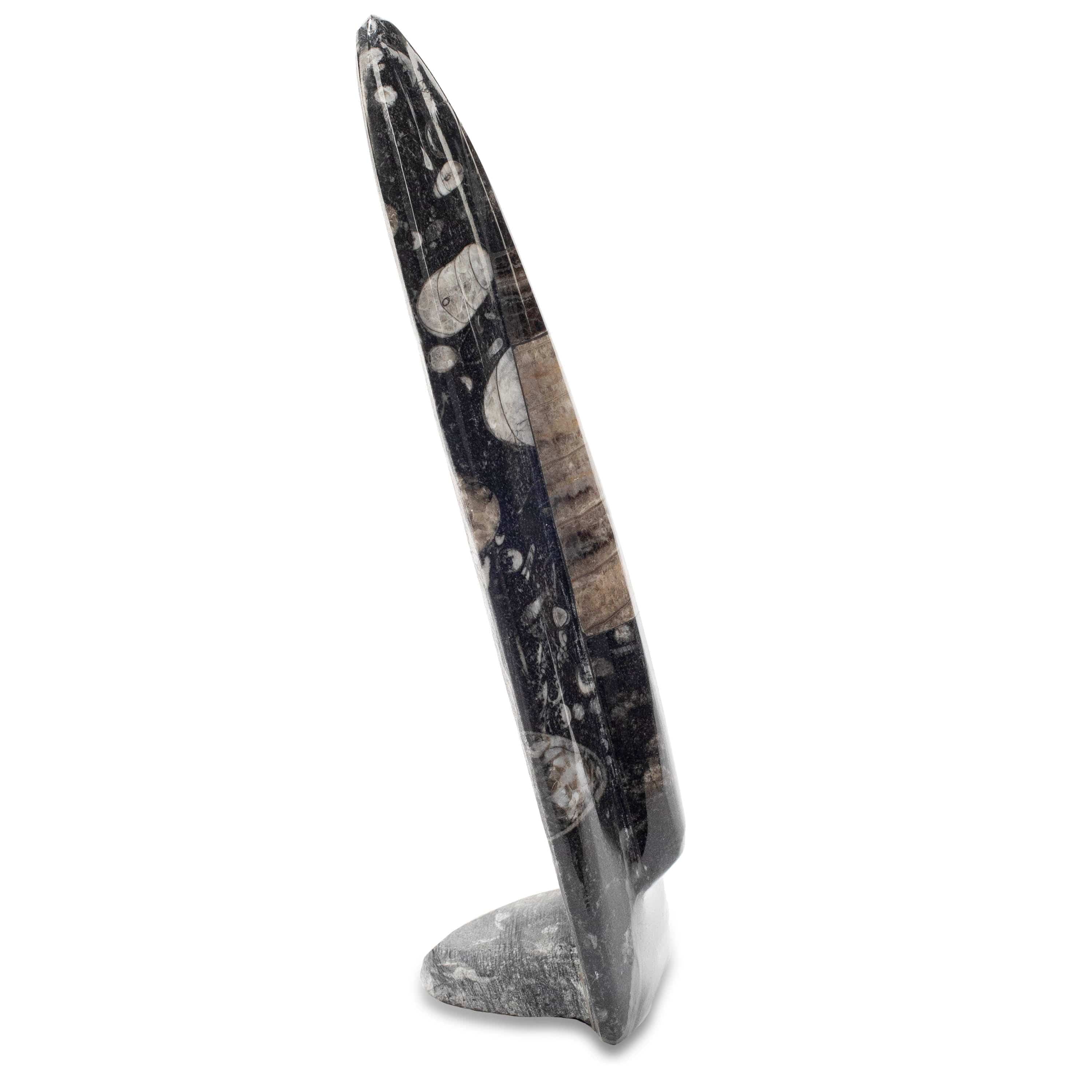 KALIFANO Ammonites & Orthoceras Orthoceras Fossil Tower ORD160-BK