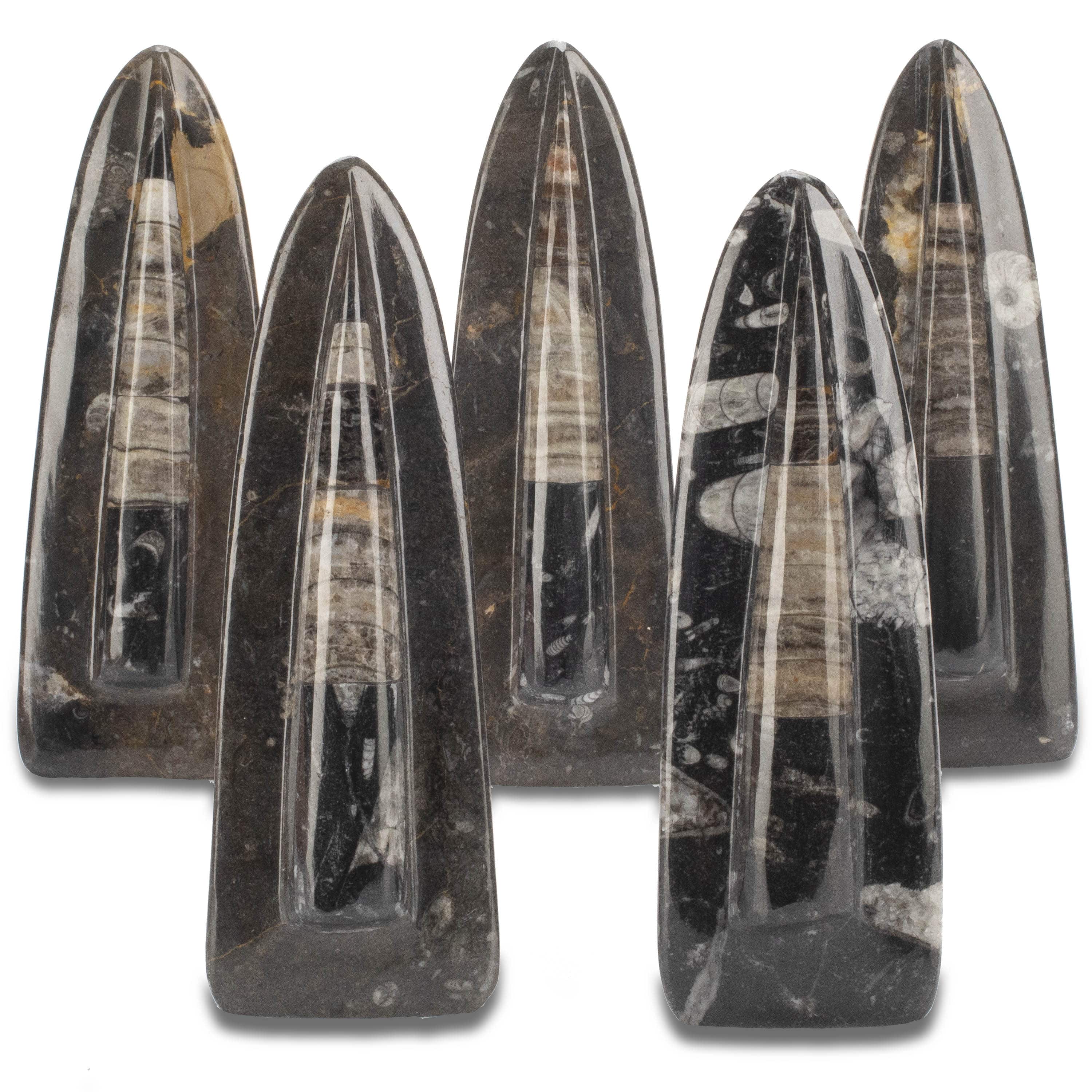 KALIFANO Ammonites & Orthoceras Orthoceras Fossil Tower ORD160-BK