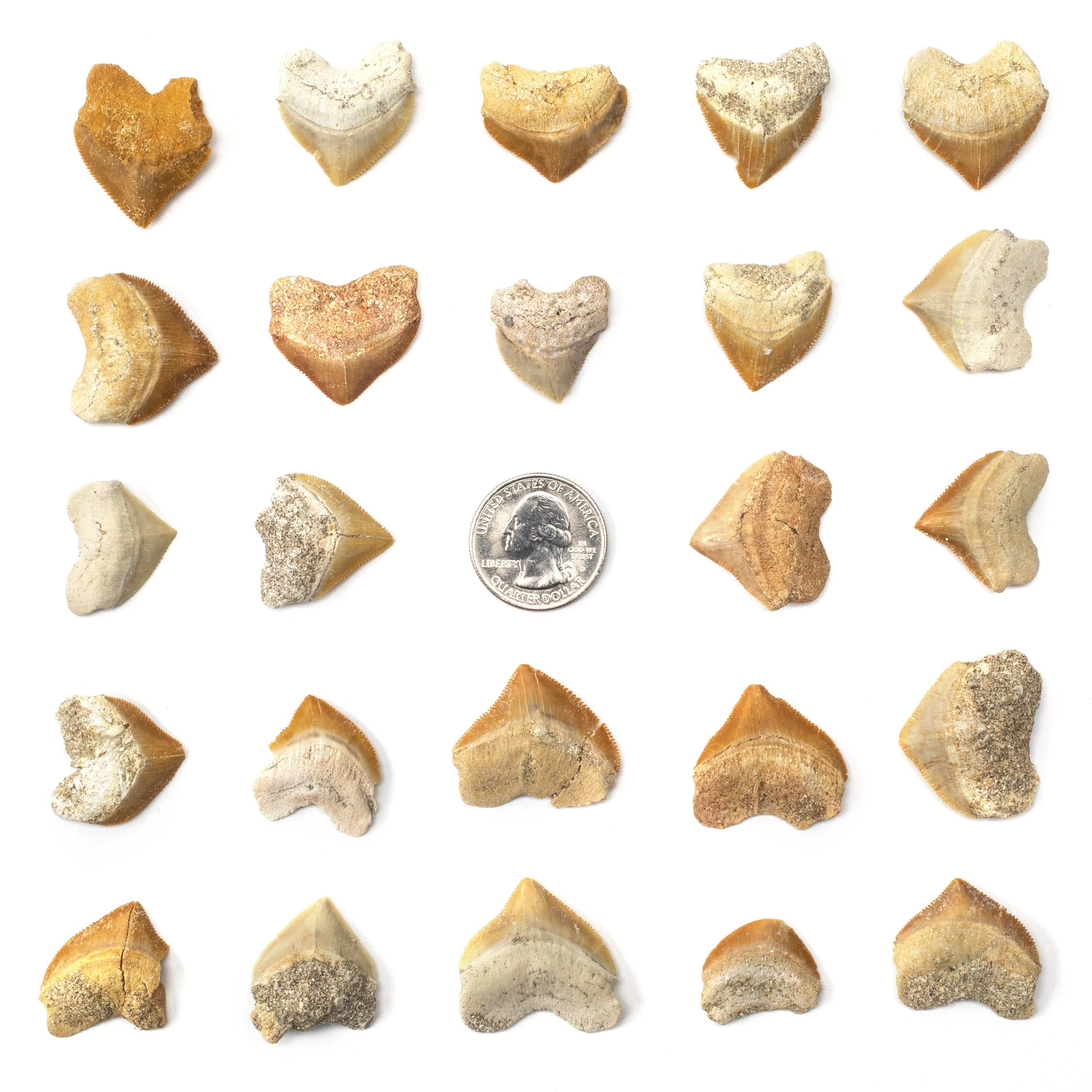 KALIFANO Corax Shark Teeth Fossils (5 pcs) STC39