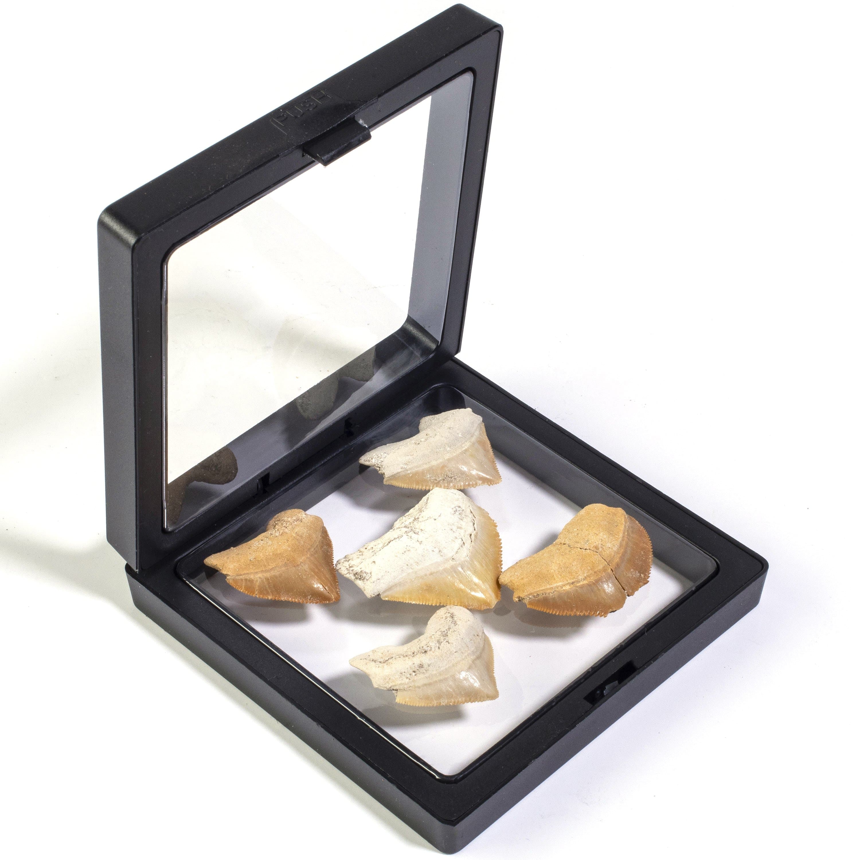 KALIFANO Corax Shark Teeth Fossils (5 pcs) STC39