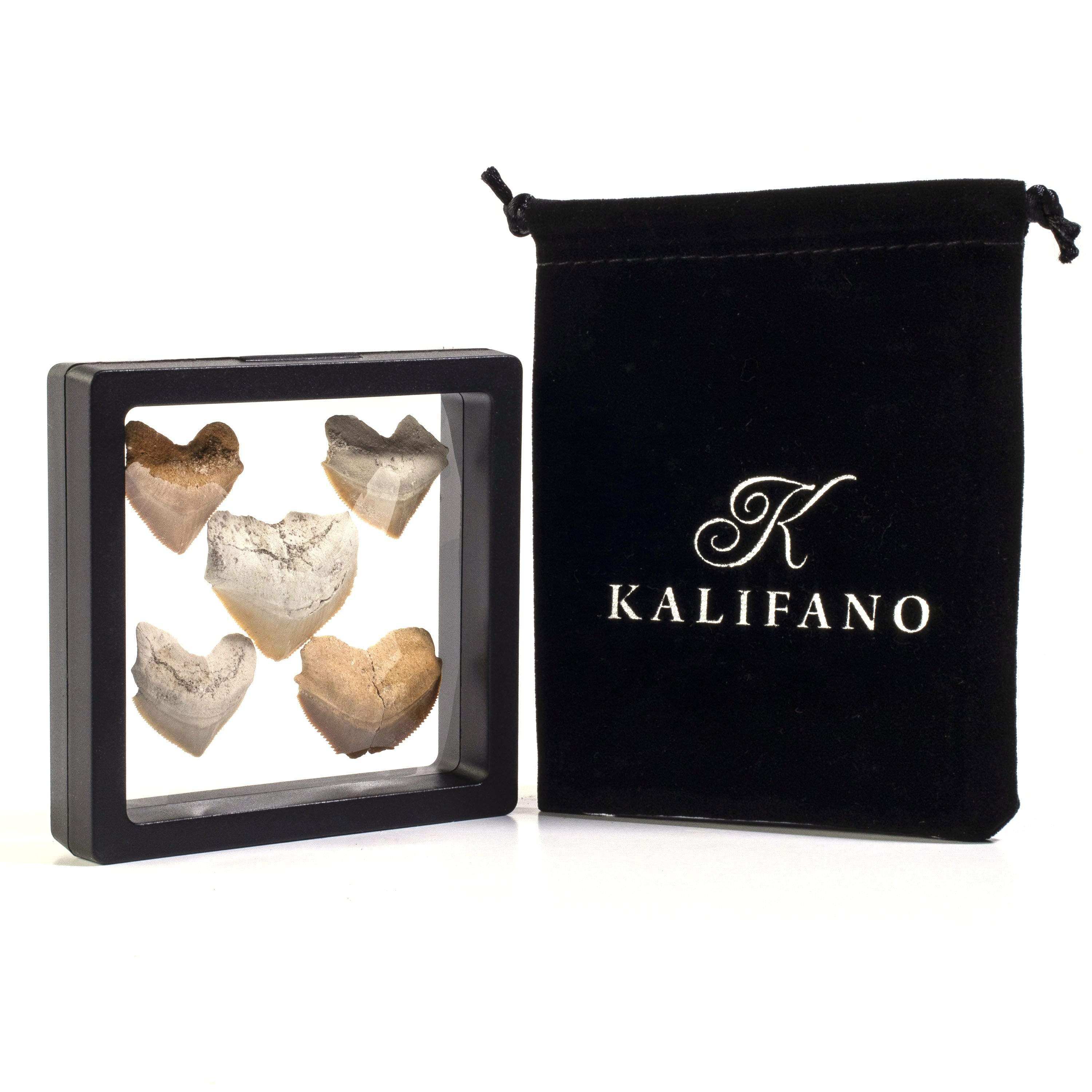KALIFANO Corax Shark Teeth Fossils (5 pcs) STC39