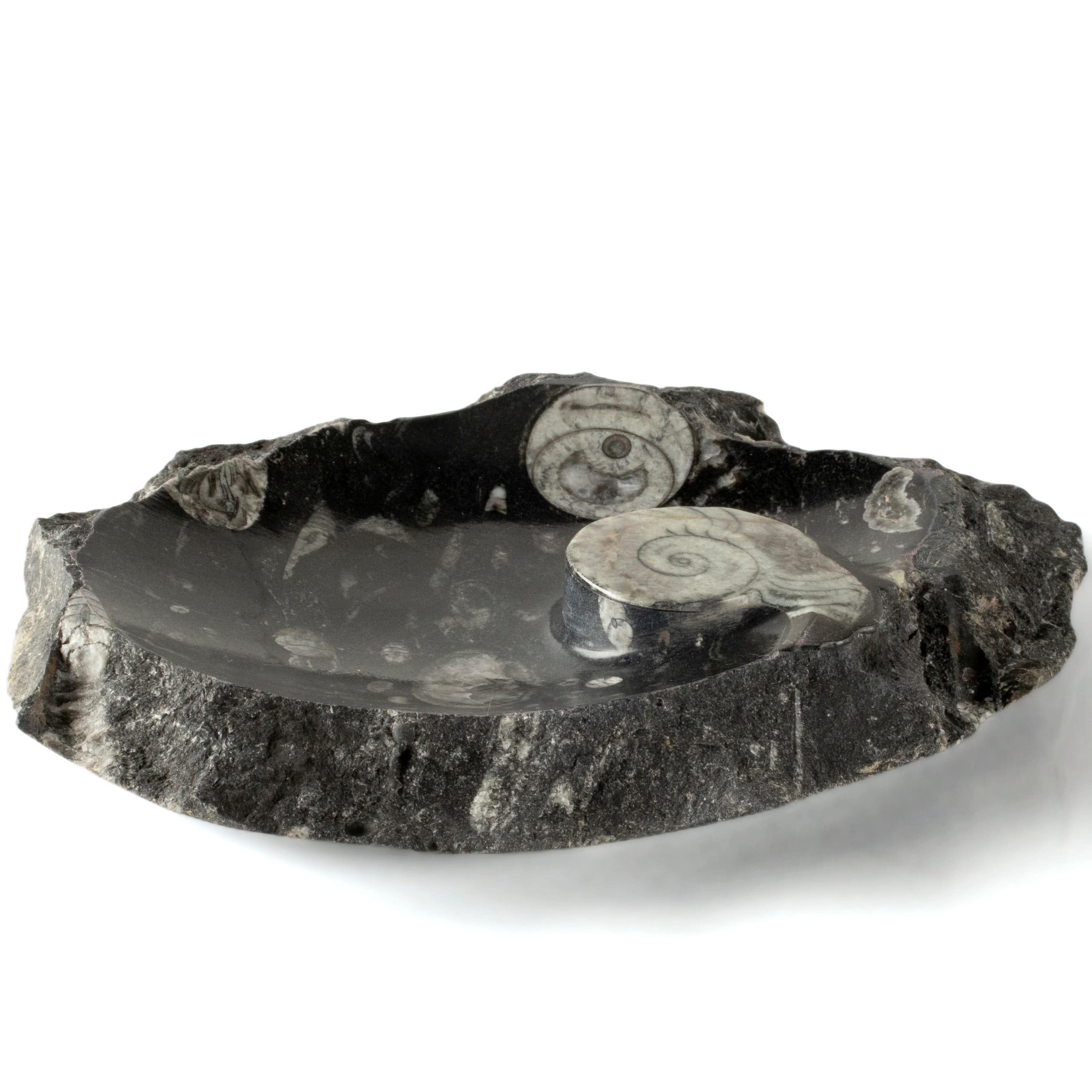 Kalifano Fossils & Minerals Black Natural Ammonite Dish / Ashtray from Morocco - 9" BAM240-BK