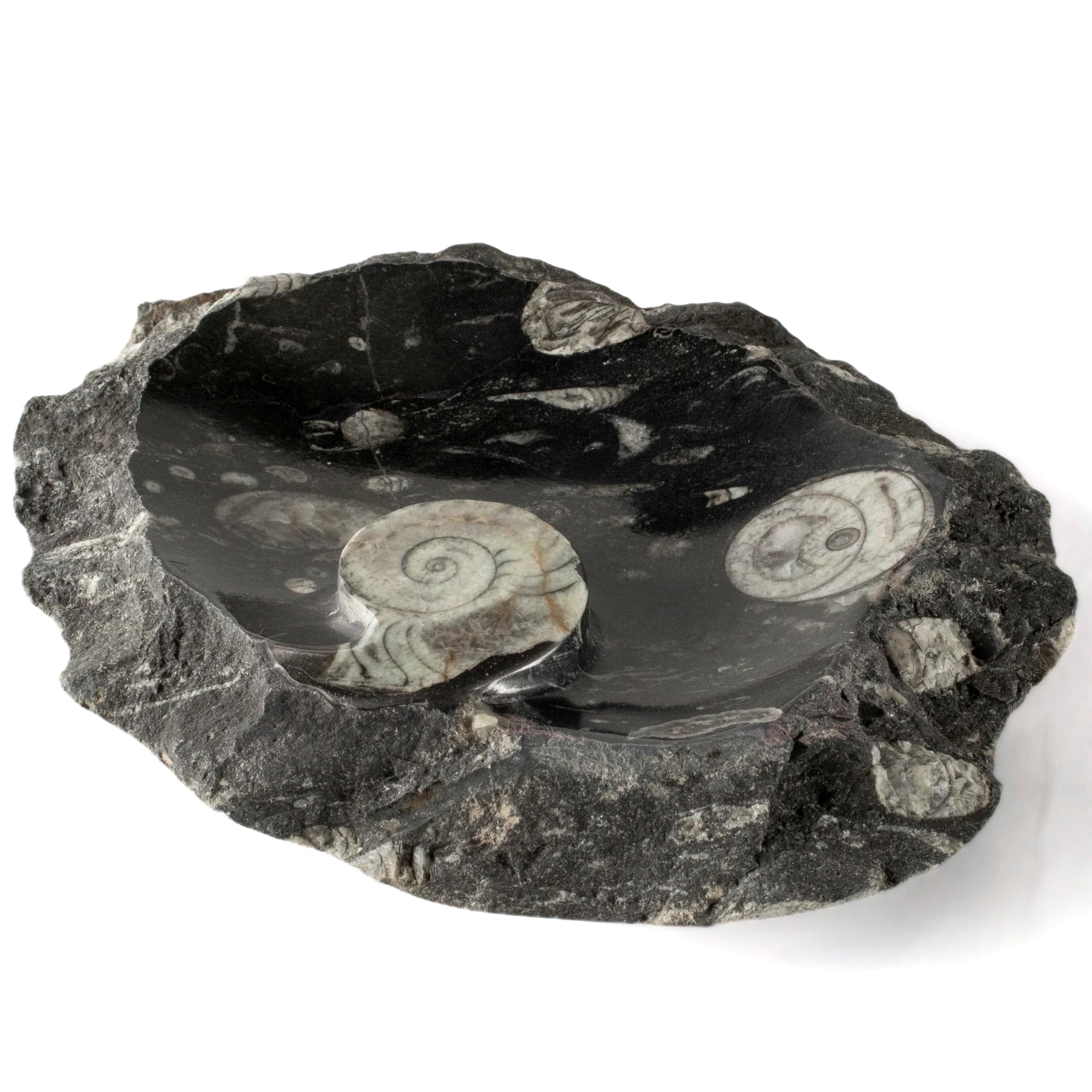 Kalifano Fossils & Minerals Black Natural Ammonite Dish / Ashtray from Morocco - 9" BAM240-BK