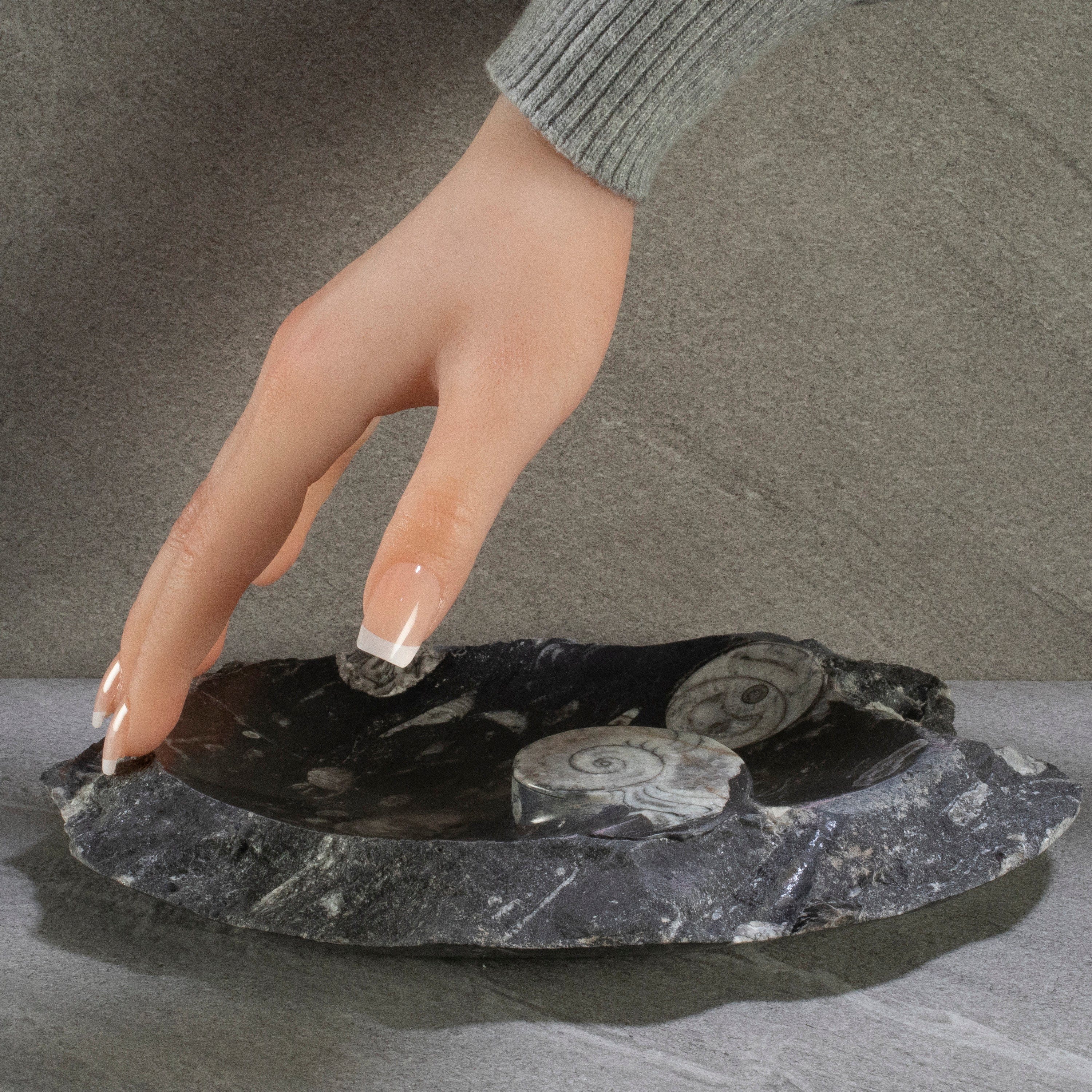 Kalifano Fossils & Minerals Black Natural Ammonite Dish / Ashtray from Morocco - 9" BAM240-BK