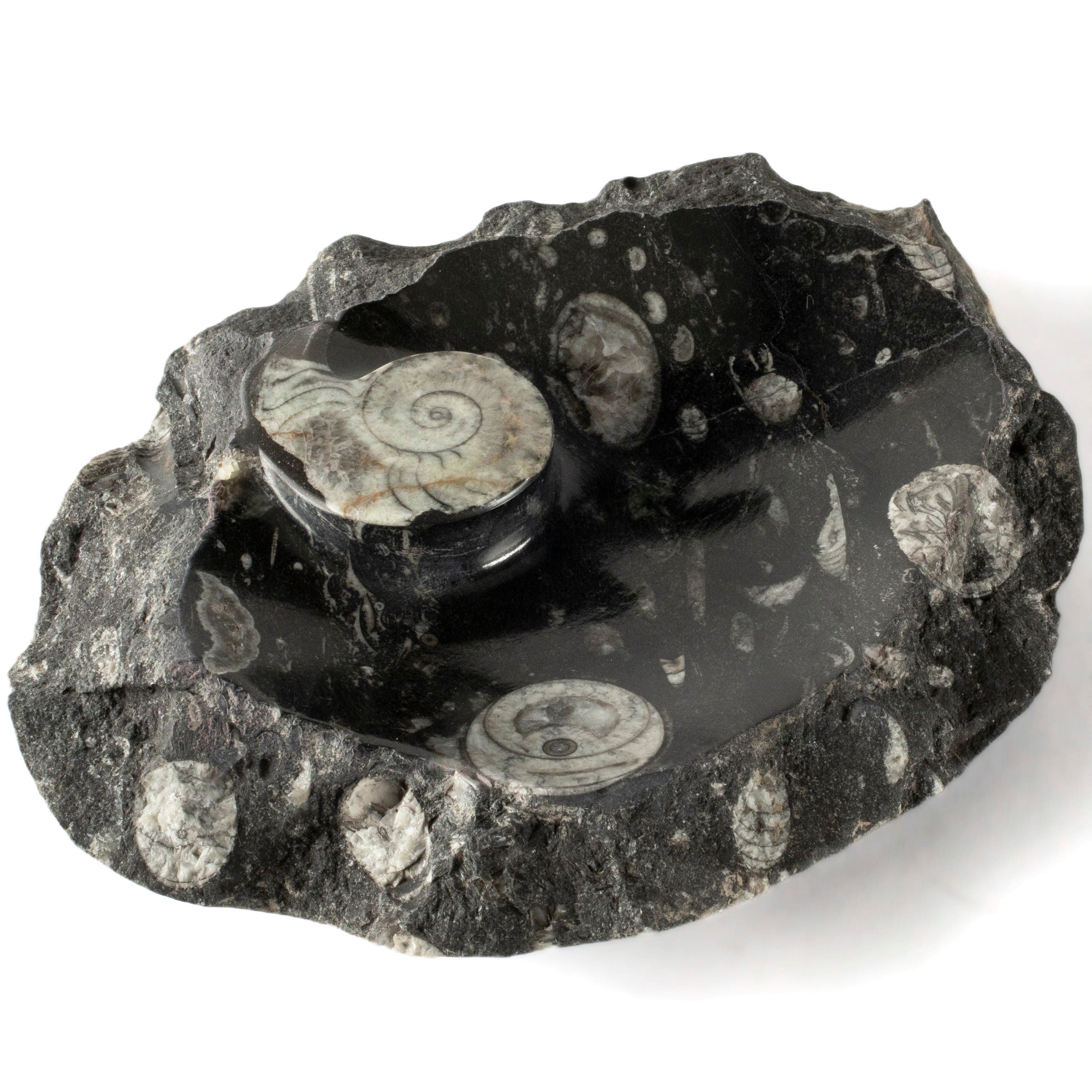 Kalifano Fossils & Minerals Black Natural Ammonite Dish / Ashtray from Morocco - 9" BAM240-BK