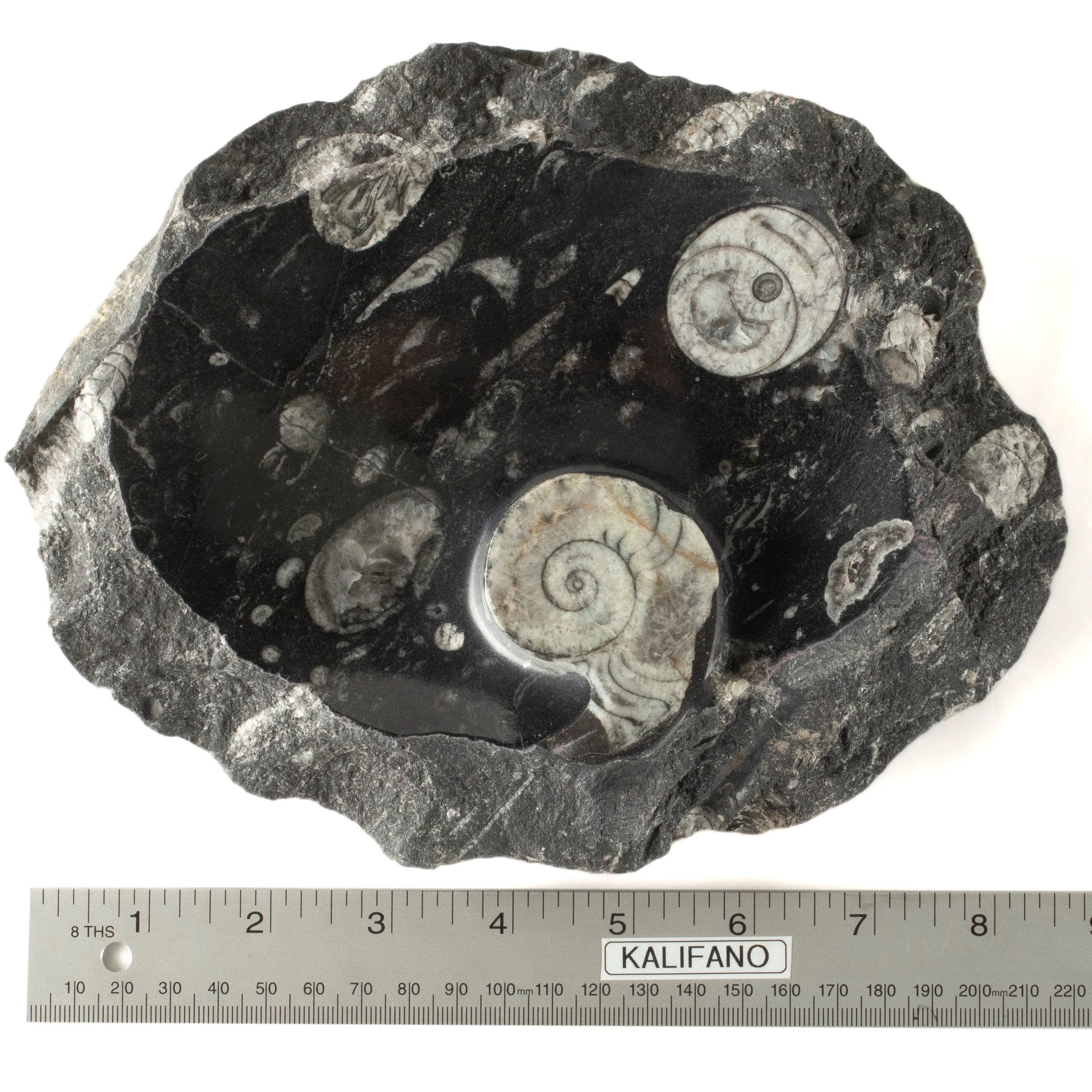 Kalifano Fossils & Minerals Black Natural Ammonite Dish / Ashtray from Morocco - 9" BAM240-BK