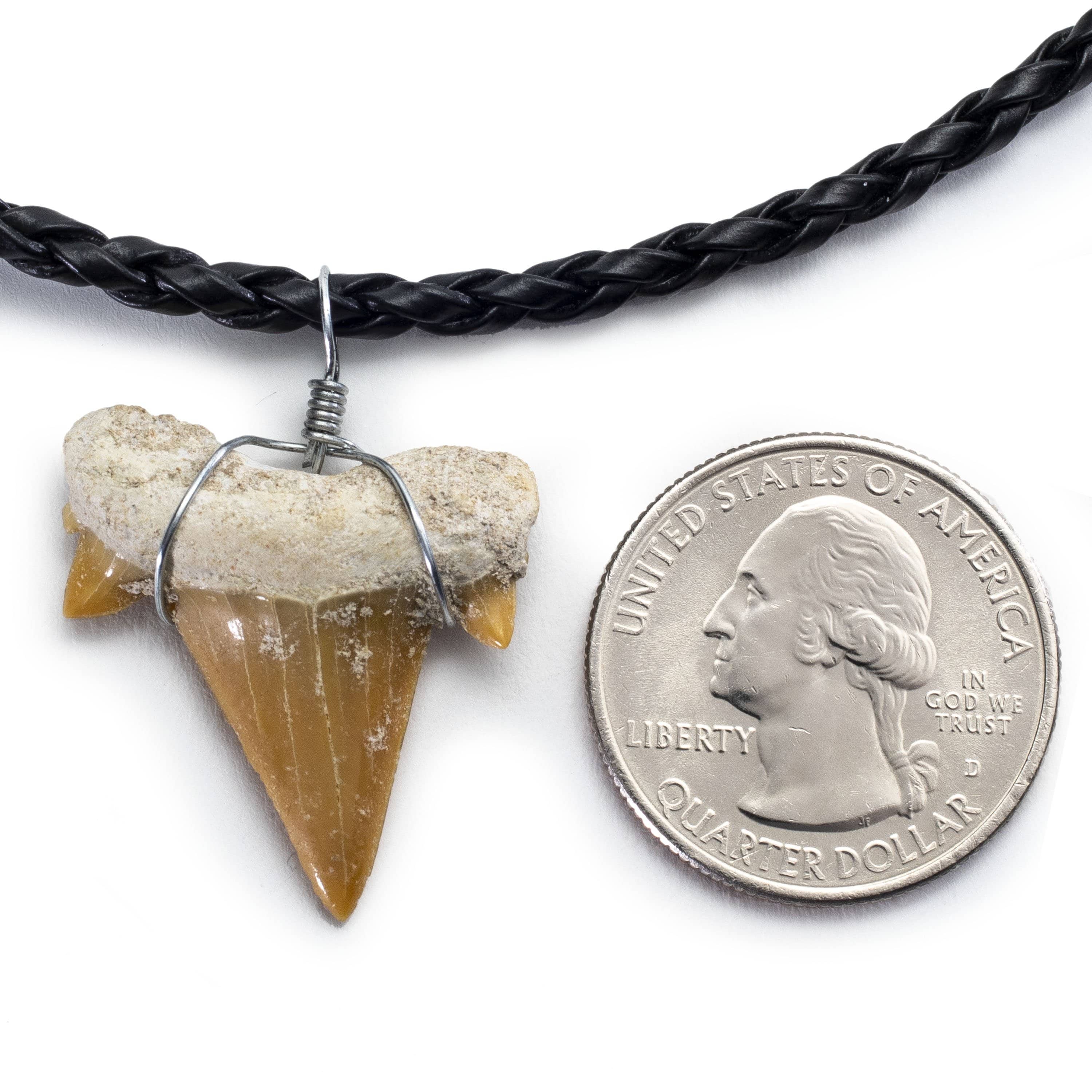 Kalifano Fossils & Minerals Fossil Shark Tooth Necklace STN59