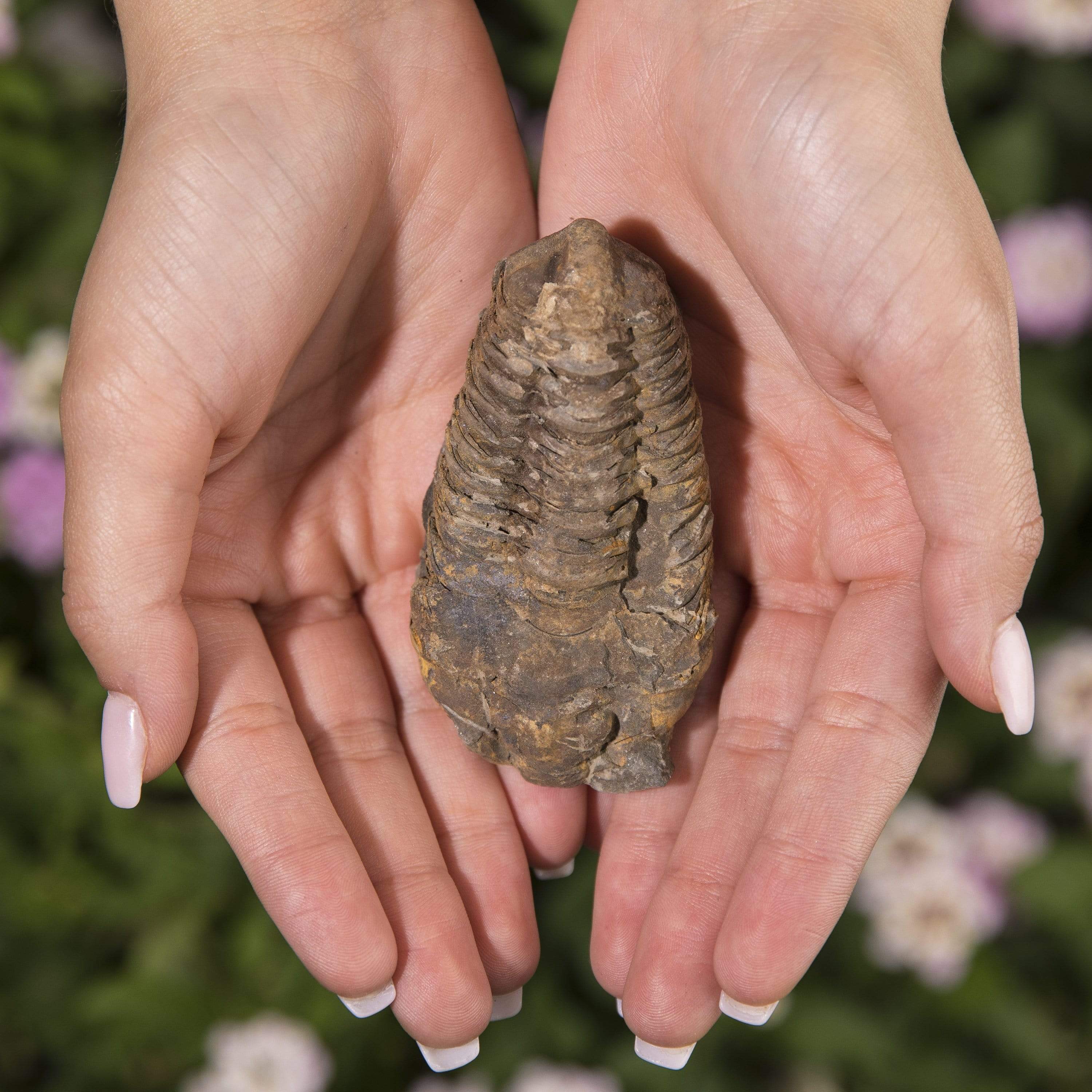 KALIFANO Fossils & Minerals Large Trilobite from Morocco TR59