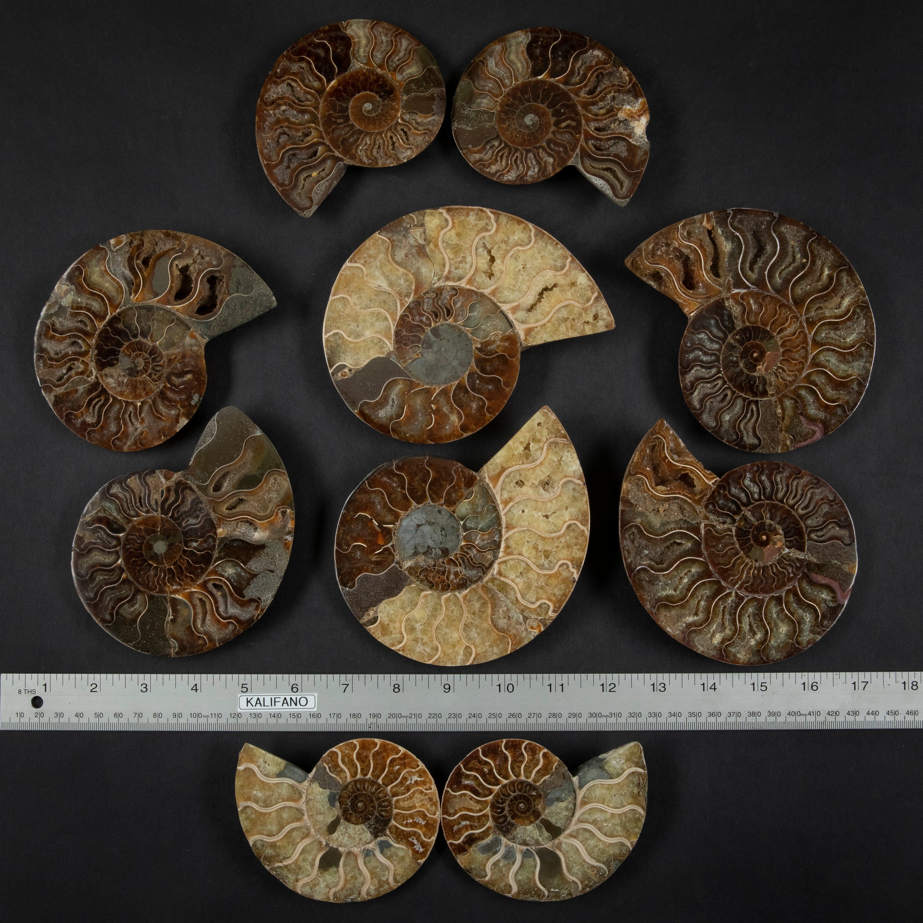 Kalifano Fossils & Minerals Natural Ammonite Pair from Madagascar - 4-6" AMM600