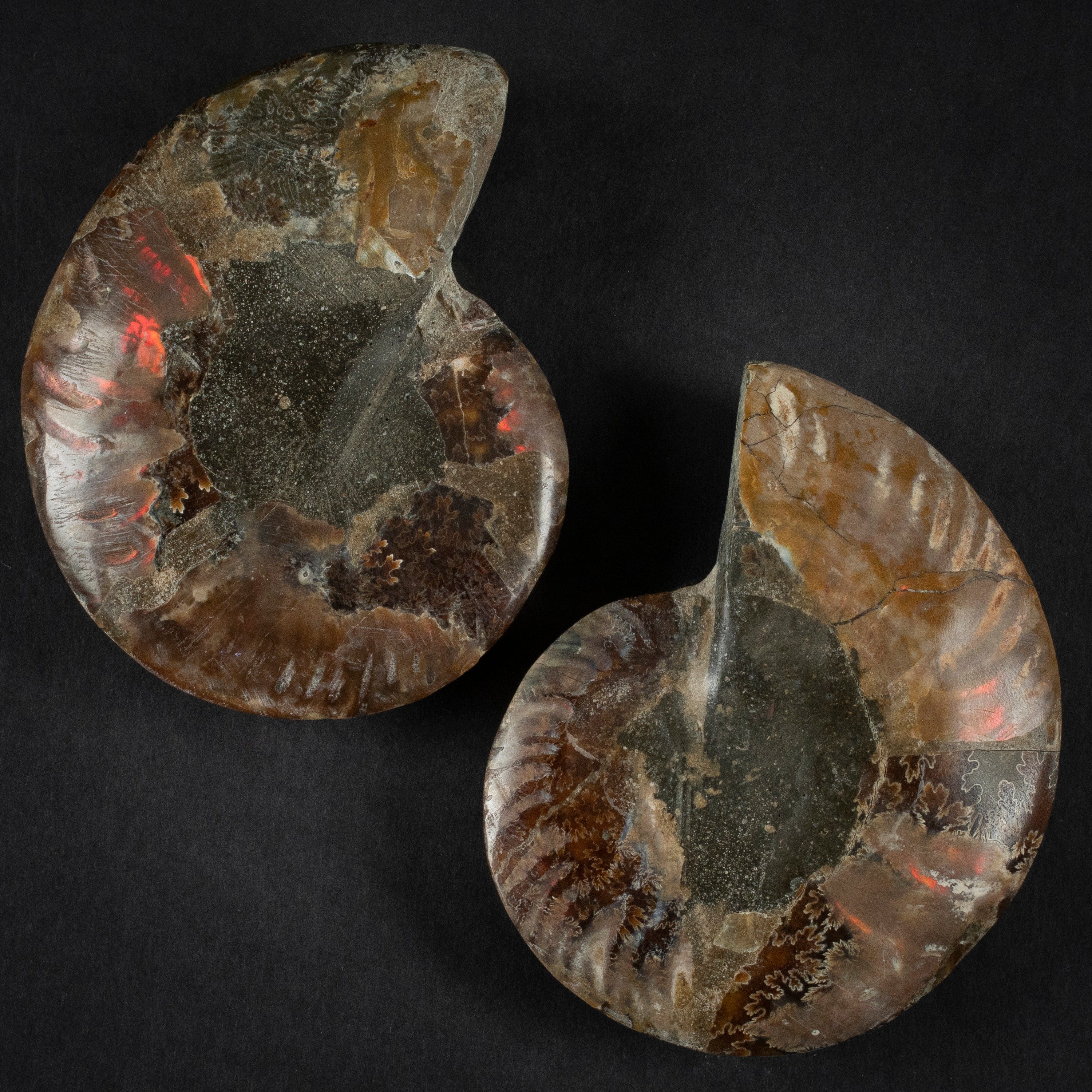 Kalifano Fossils & Minerals Natural Ammonite Pair from Madagascar - 4-6" AMM600