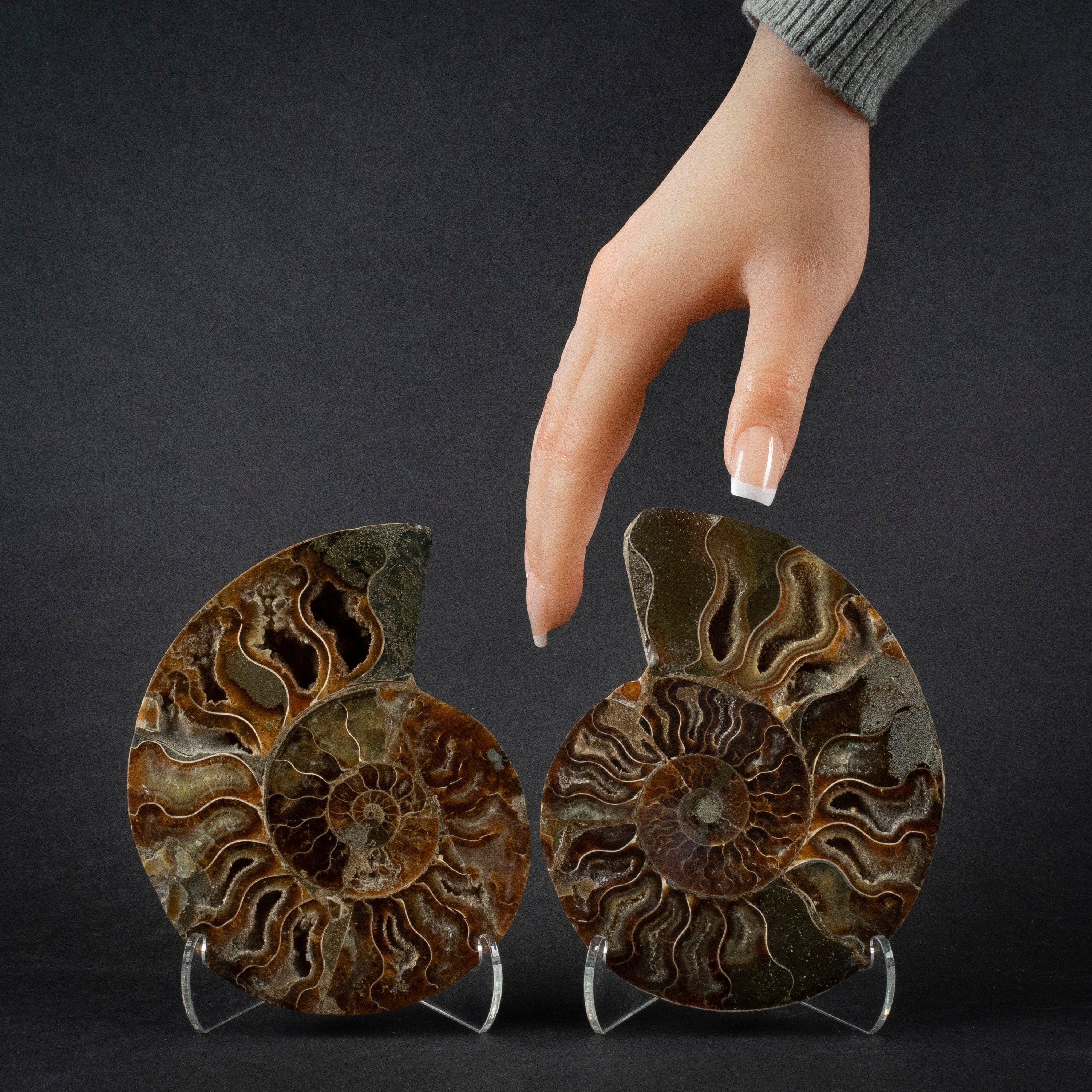 Kalifano Fossils & Minerals Natural Ammonite Pair from Madagascar - 4-6" AMM600