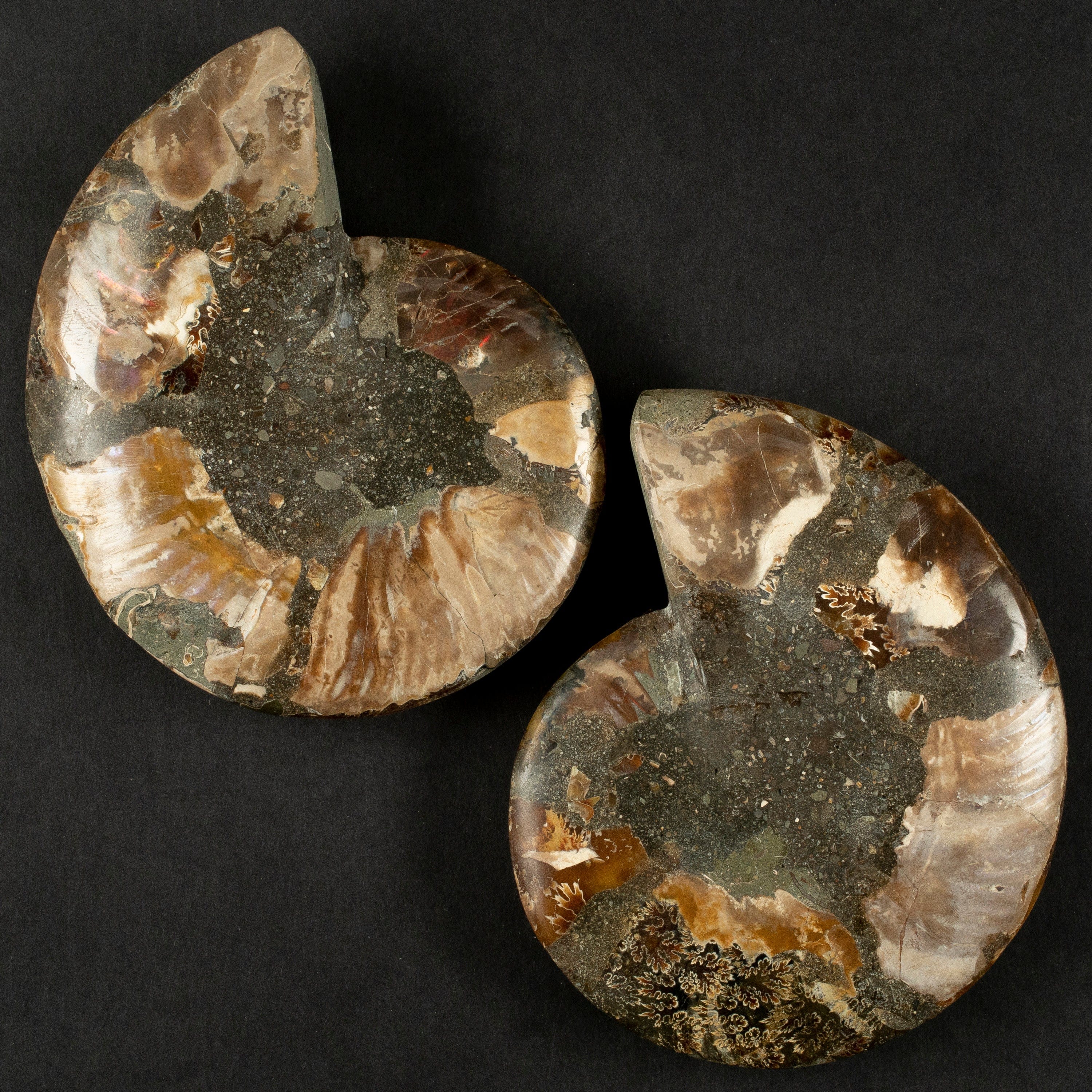 Kalifano Fossils & Minerals Natural Ammonite Pair from Madagascar - 6-8" AMM1200