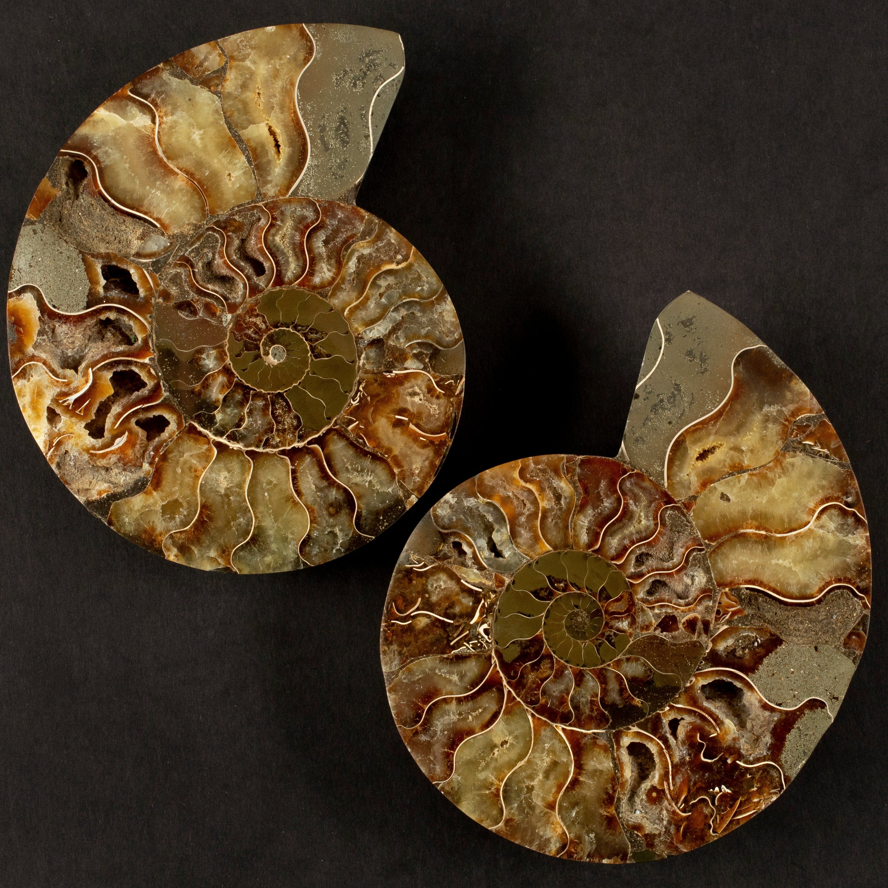 Kalifano Fossils & Minerals Natural Ammonite Pair from Madagascar - 6-8" AMM1200