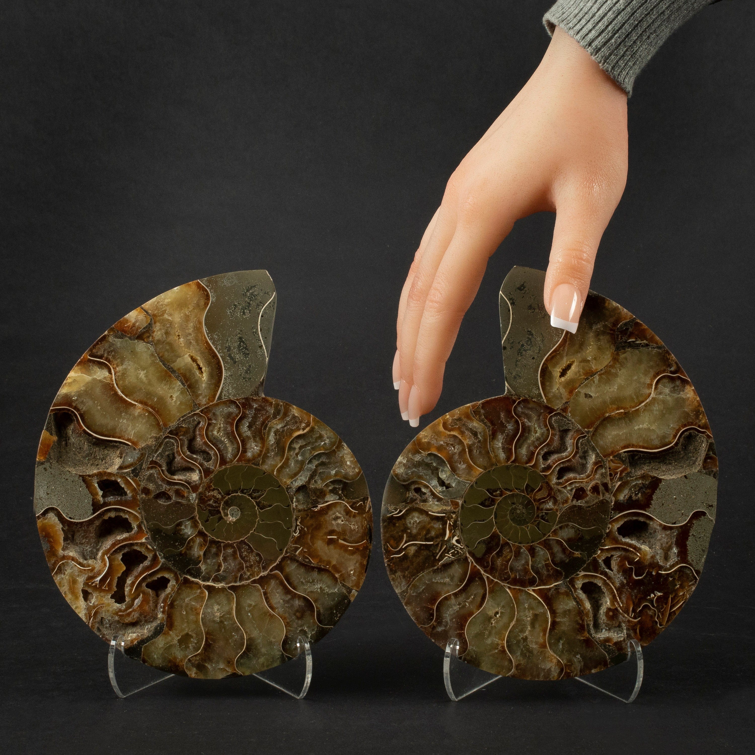 Kalifano Fossils & Minerals Natural Ammonite Pair from Madagascar - 6-8" AMM1200